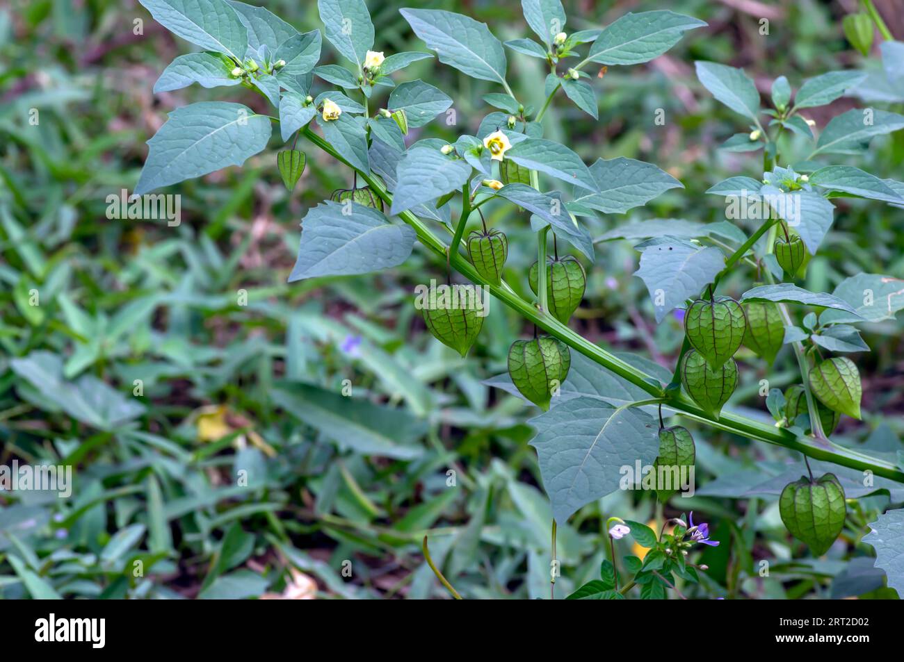 Frutti di ciliegia verde (Physalis alkekengi), noti come Ceplukan o Ciplukan, ciliegia della vescica, lanterna cinese, lanterna giapponese. Foto Stock