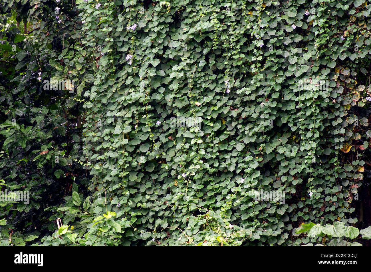 Le viti verdi lasciano la struttura murale nella foresta per sfondo naturale e carta da parati. Foto Stock