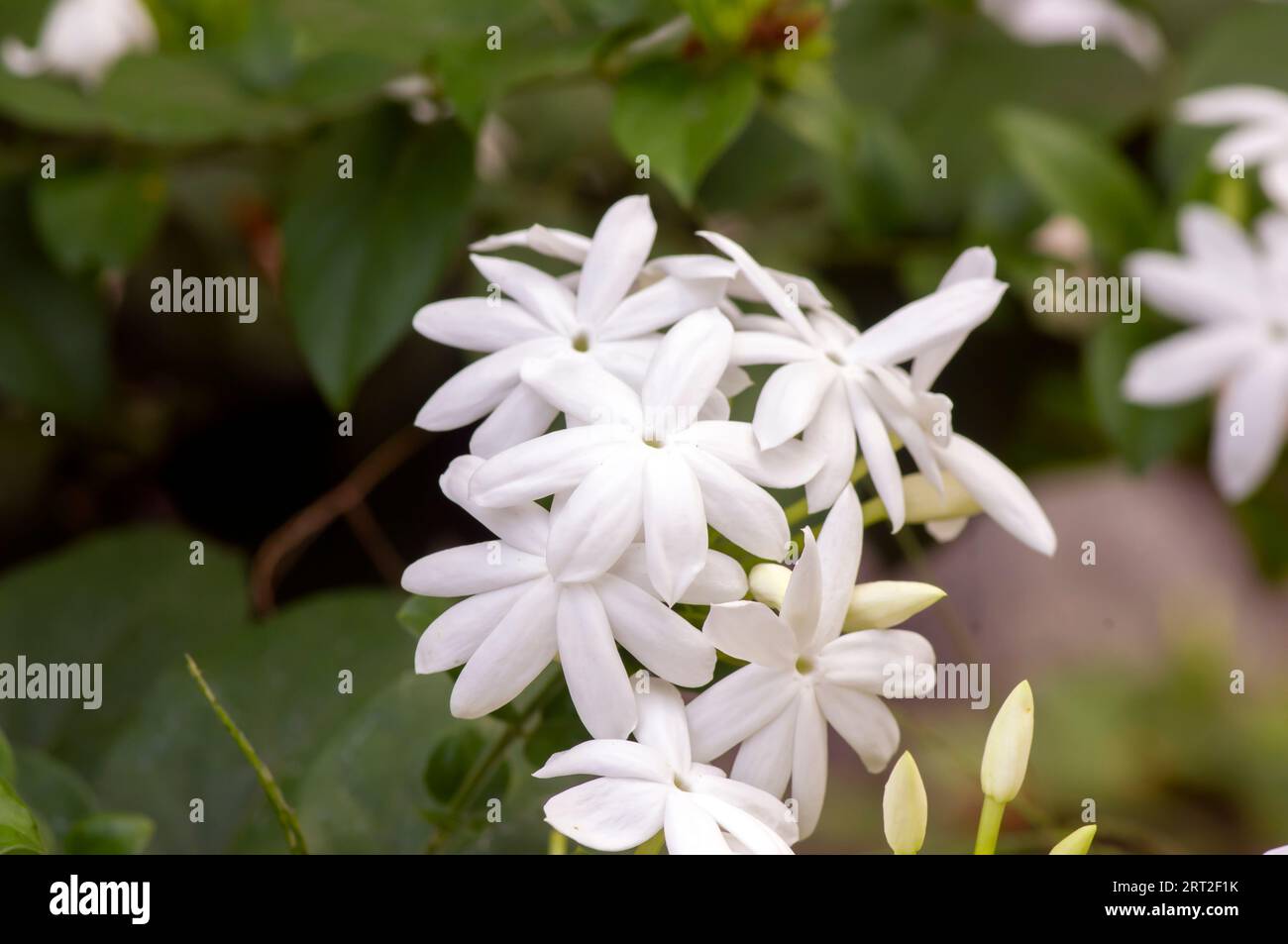 Fiori di gelsomino crepato bianco (Tabernaemontana divaricata), fuoco poco profondo Foto Stock