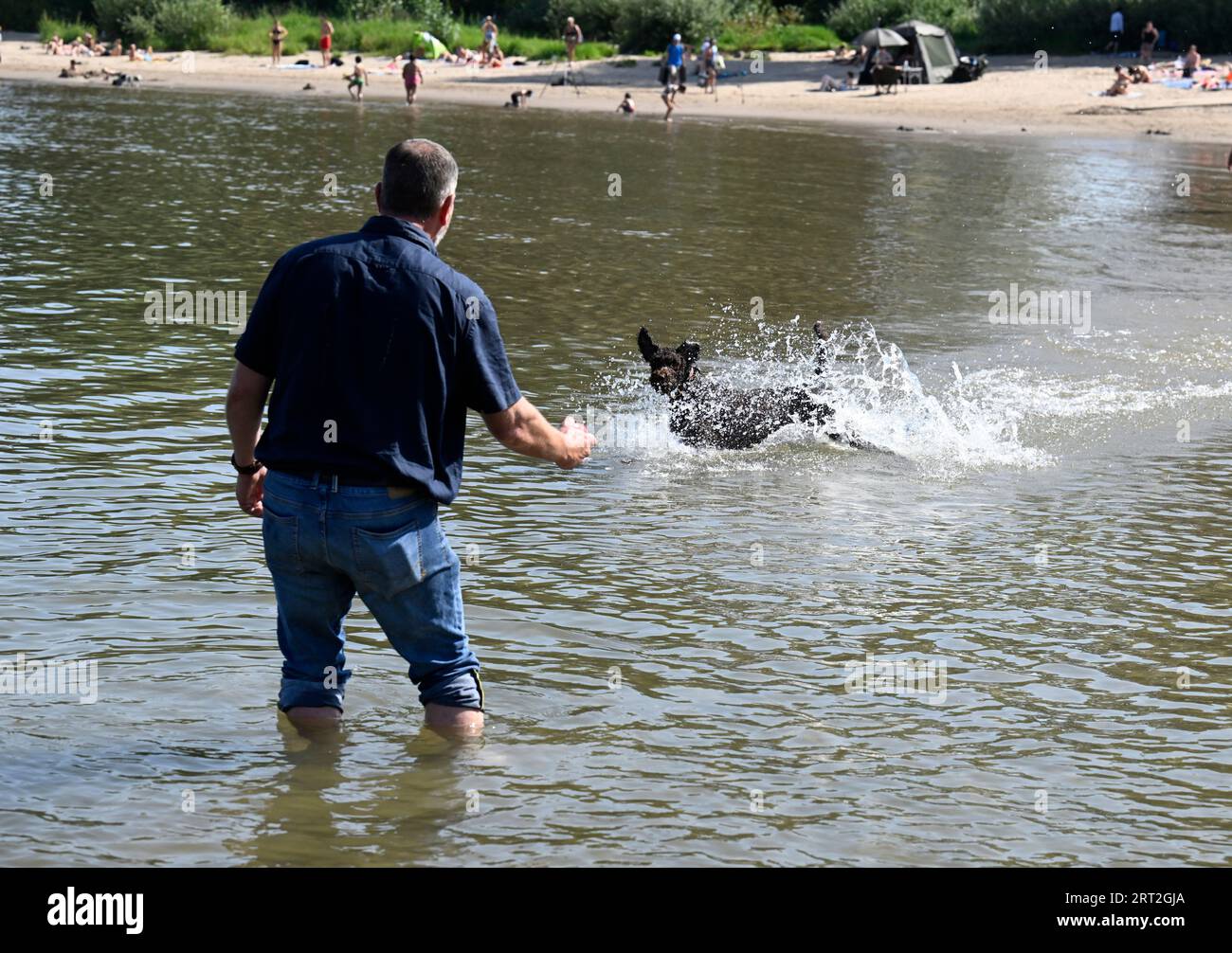 Rodenkirchen, Germania. 10 settembre 2023. Un uomo e il suo cane fanno un tuffo nelle fredde acque del Reno. Questo fine settimana, le temperature aumentano di nuovo da record per un'estate degli ultimi giorni. La prossima settimana, tuttavia, questi giorni dovrebbero essere finiti, dicono i meteorologi. Crediti: Roberto Pfeil/dpa/Alamy Live News Foto Stock