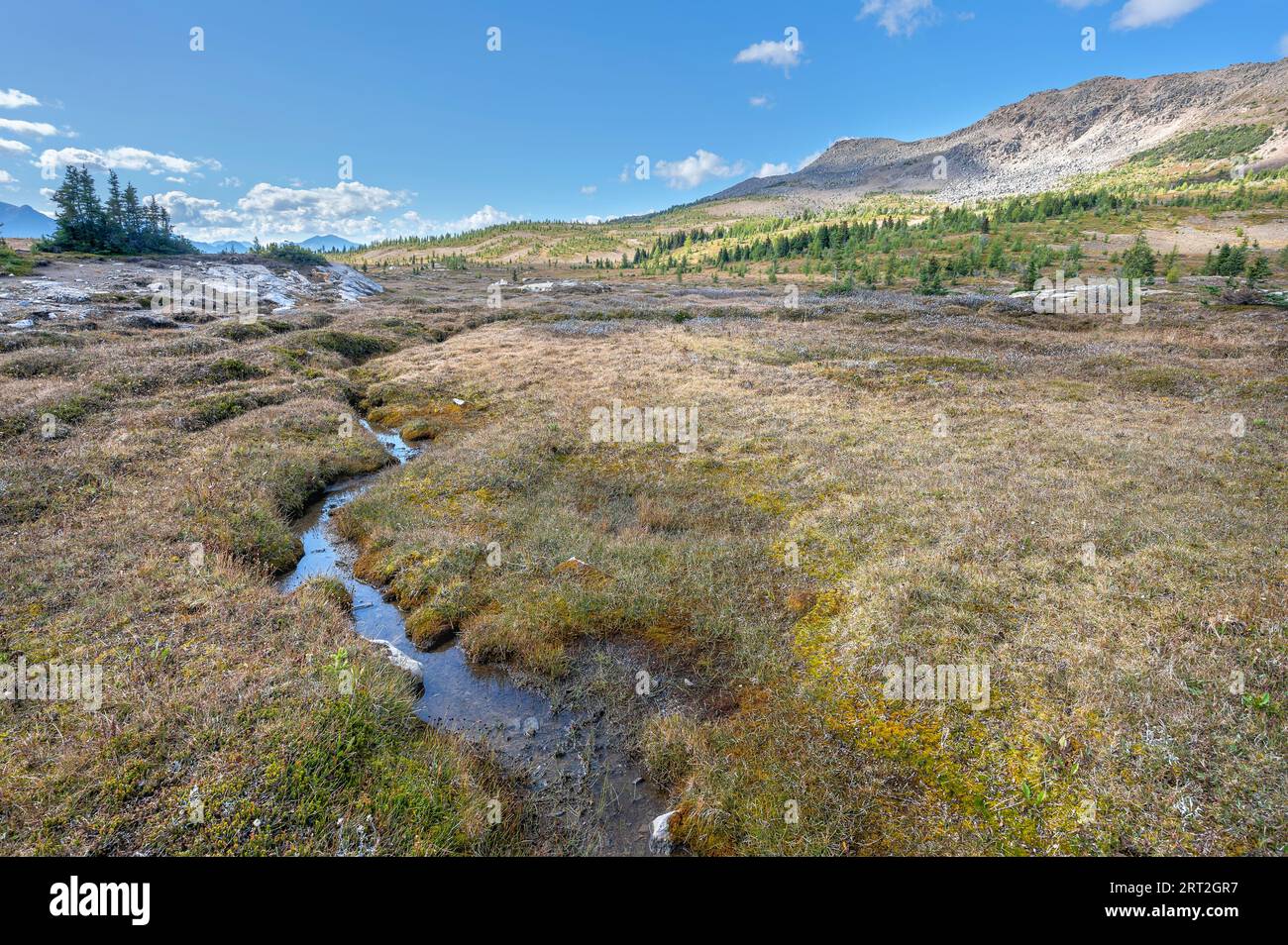 Piccolo ruscello in un prato alpino nel Parco Nazionale di Banff, Alberta, Canada Foto Stock