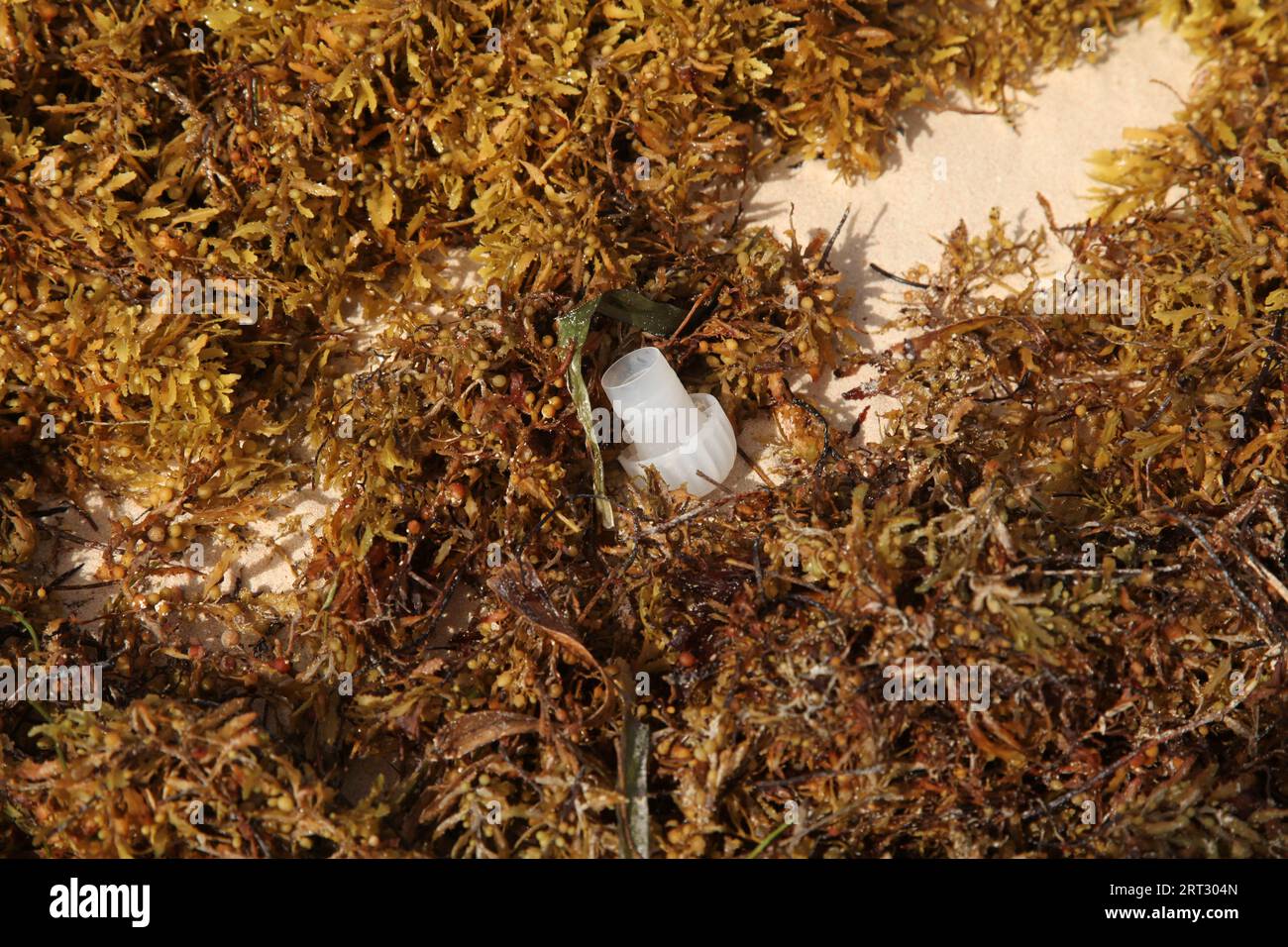 Tappo per bottiglie di plastica tra alghe lavate sulla spiaggia caraibica, Repubblica Dominicana, Punta Cana 2023 Foto Stock