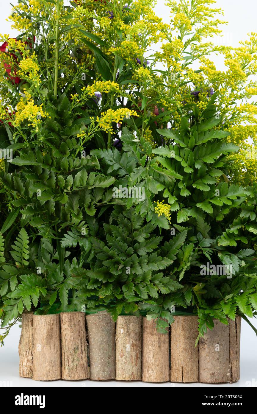 Pianta verde fresca per interni ecologici. La pianta cresce in una scatola di legno isolata su sfondo bianco dello studio Foto Stock
