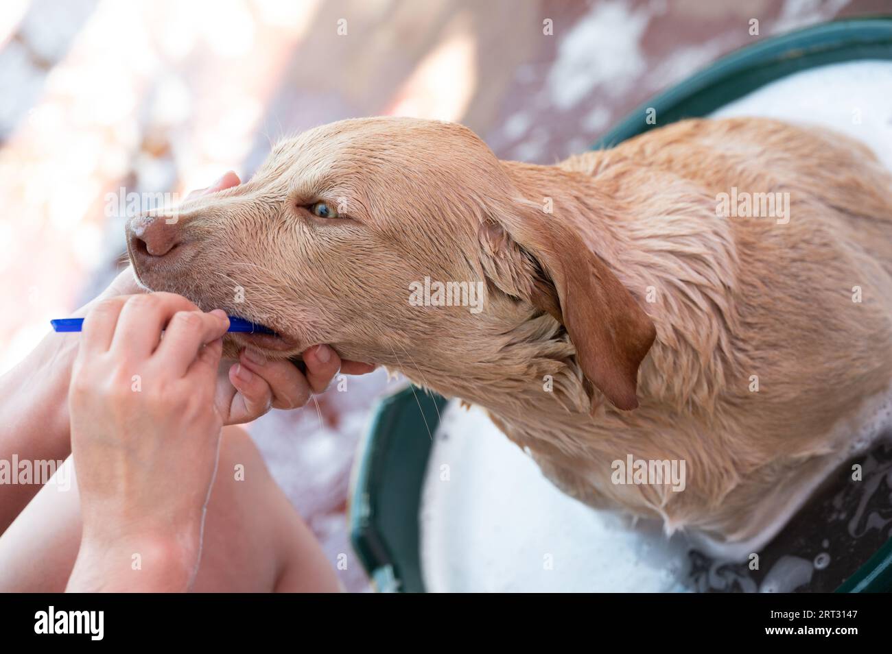 Controllare il tema dei denti del cane durante la doccia. Rimuovere l'odore dalla bocca del cane Foto Stock