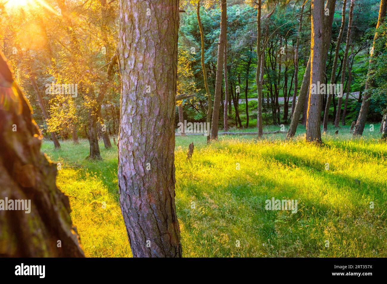 La luce del sole in un bosco del Peak District Foto Stock