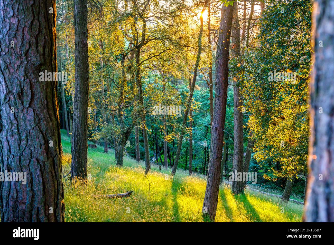 La luce del sole in un bosco del Peak District Foto Stock