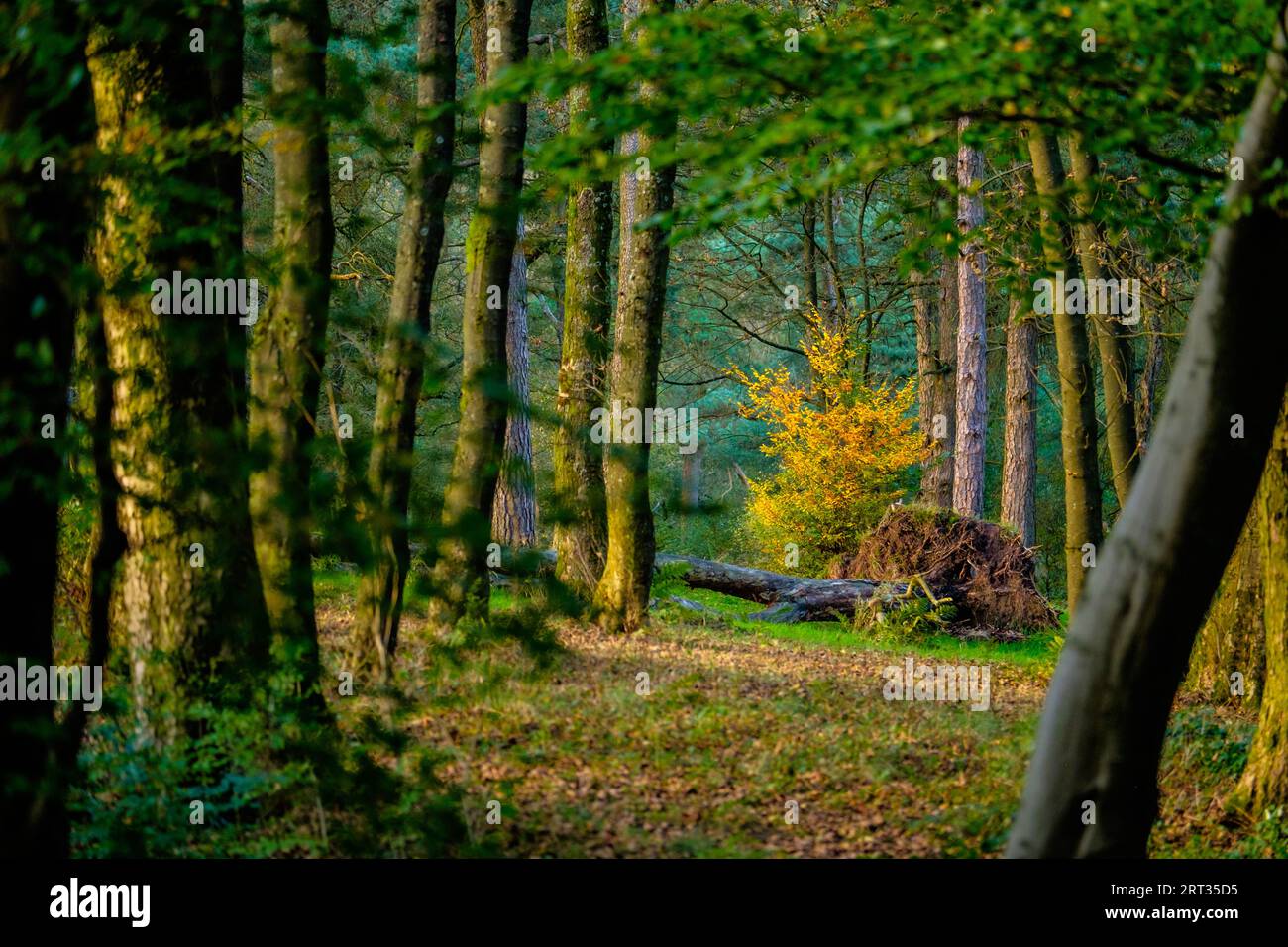 Scena boschiva nel Peak District Foto Stock