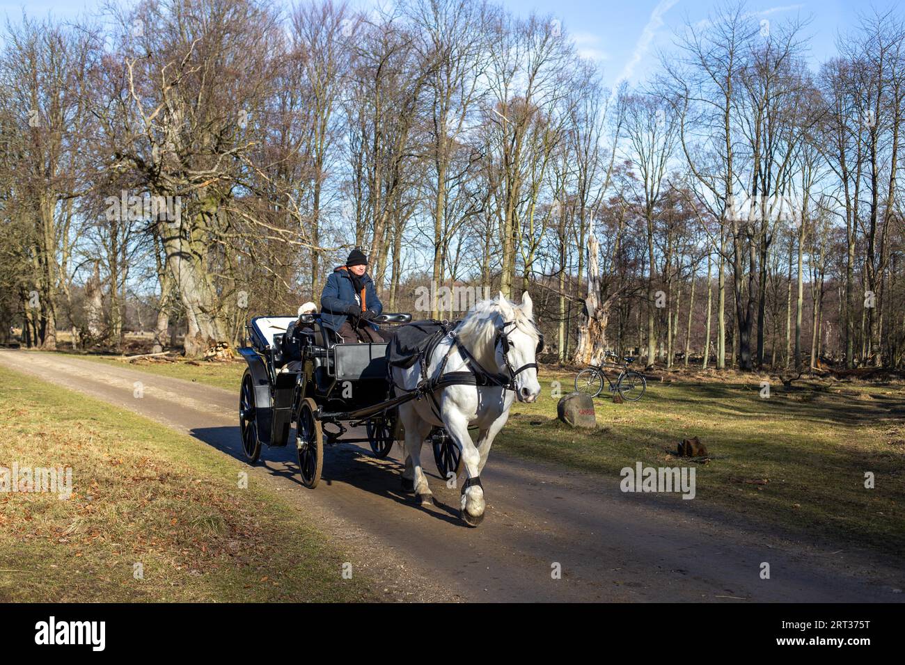 Klampenborg, Danimarca, 16 febbraio 2019: Carrozze trainate da cavalli all'interno del Deer Park Dyrehaven. Dyrehaven è un parco forestale a nord di Copenaghen Foto Stock