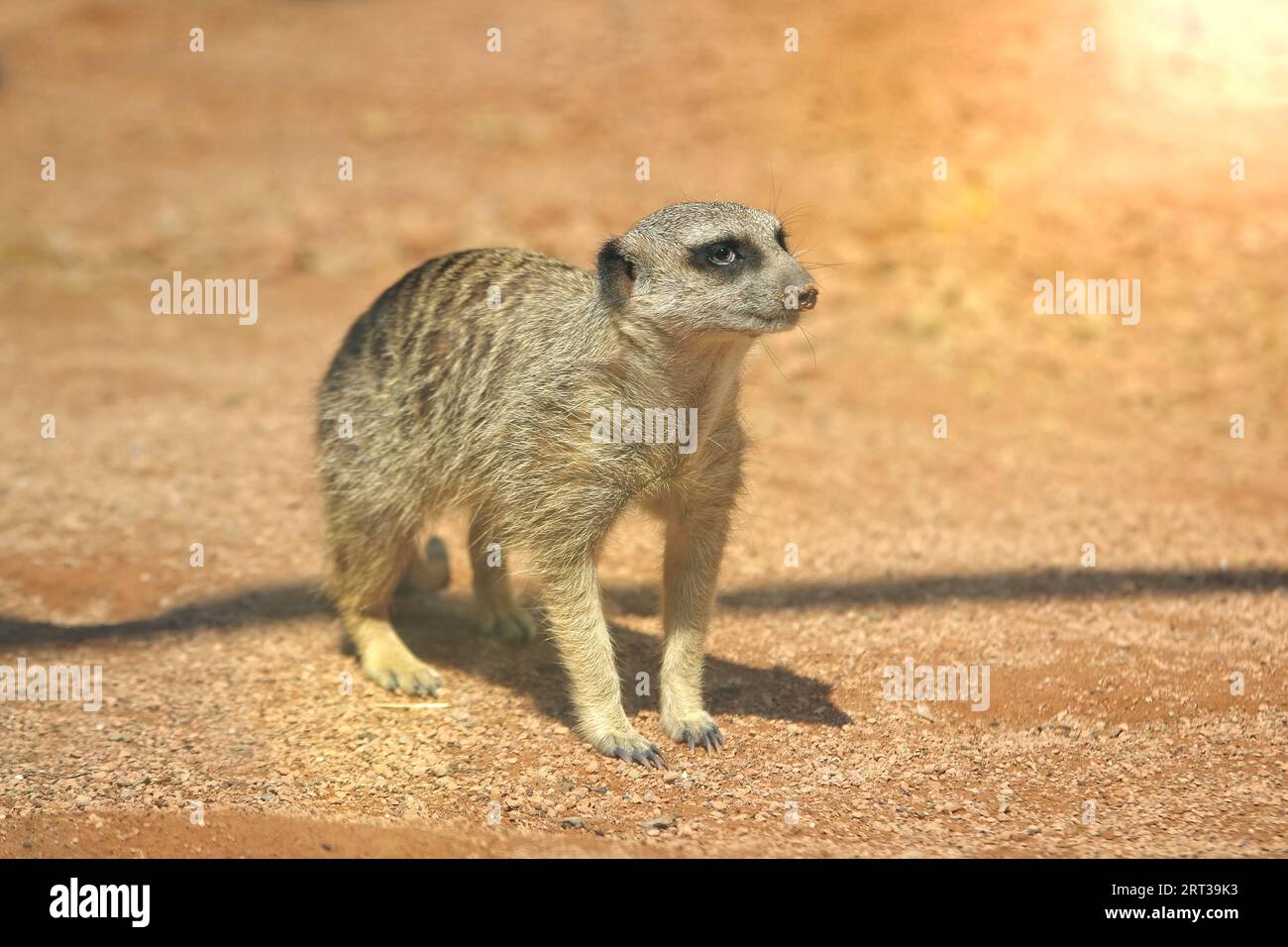 Meerkat, Suricata suricatta seduti al sole e guardando lontano. Foto Stock