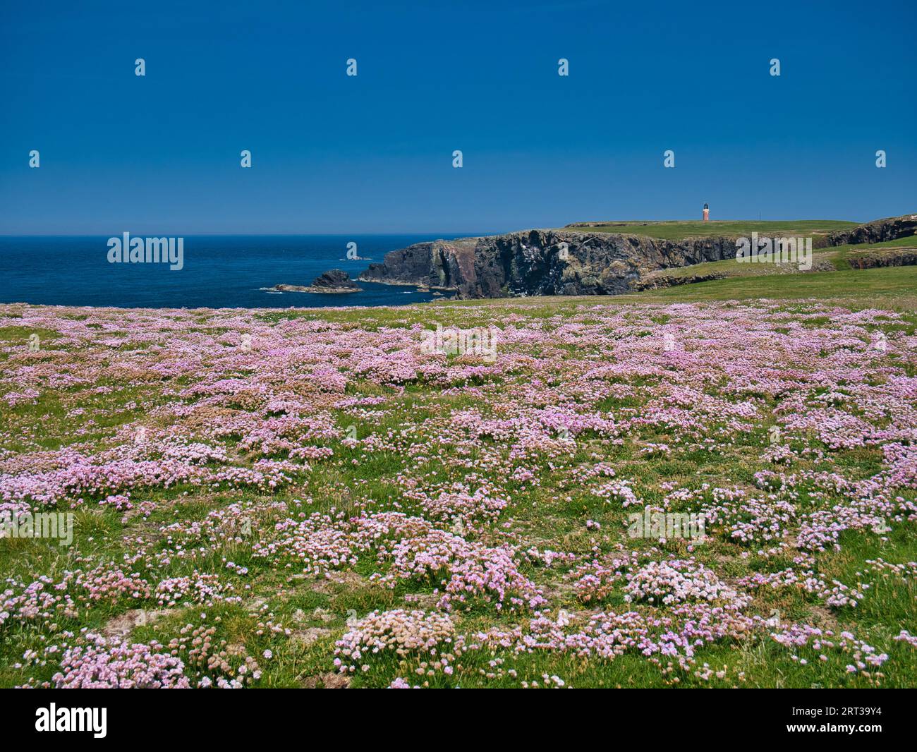 Coloratissimi fiori selvatici costieri che crescono sulla rocciosa e aspra costa atlantica dell'Isola di Lewis nelle Ebridi esterne, Scozia, Regno Unito. Preso da un sole Foto Stock