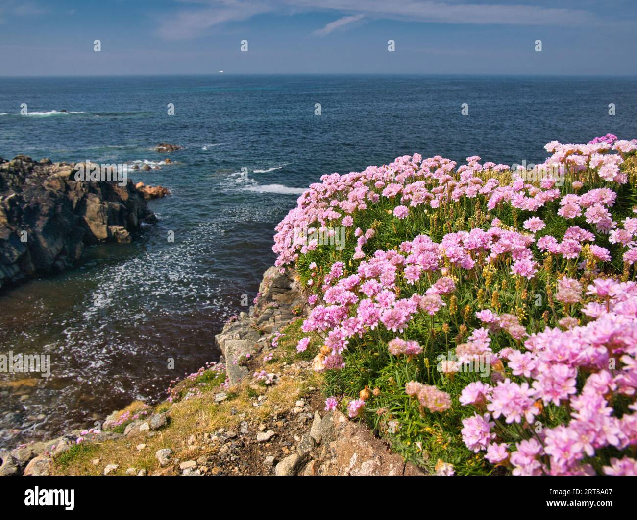 Coloratissimi fiori selvatici costieri che crescono sulla rocciosa e aspra costa atlantica dell'Isola di Lewis nelle Ebridi esterne, Scozia, Regno Unito. Preso da un sole Foto Stock
