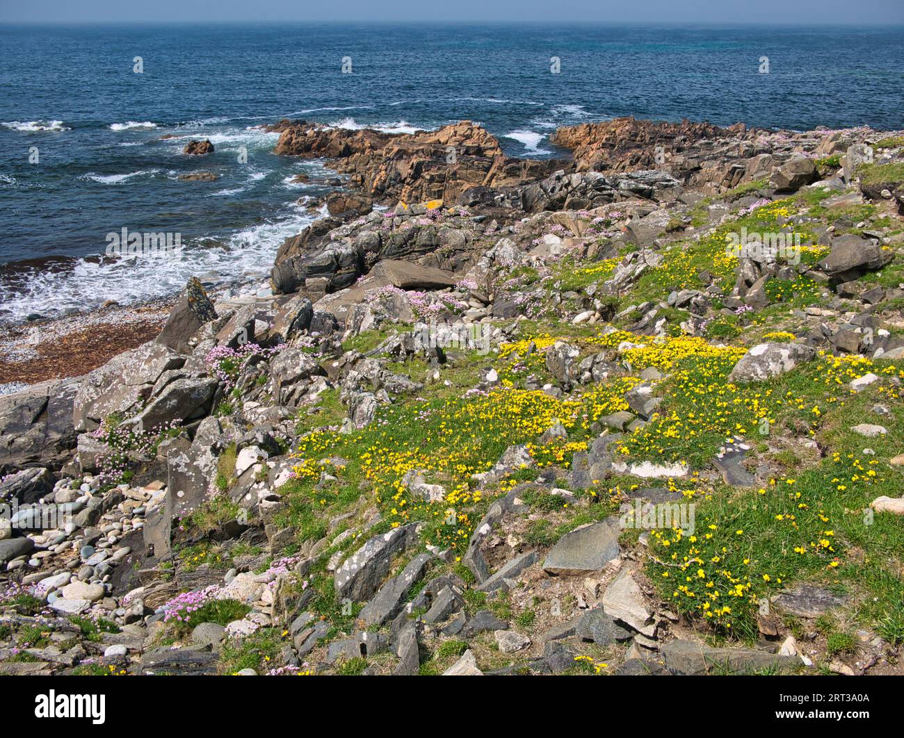 Coloratissimi fiori selvatici costieri che crescono sulla rocciosa e aspra costa atlantica dell'Isola di Lewis nelle Ebridi esterne, Scozia, Regno Unito. Preso da un sole Foto Stock