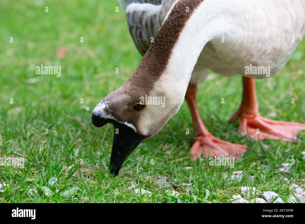 Goose nel lago di San Domenico Foto Stock