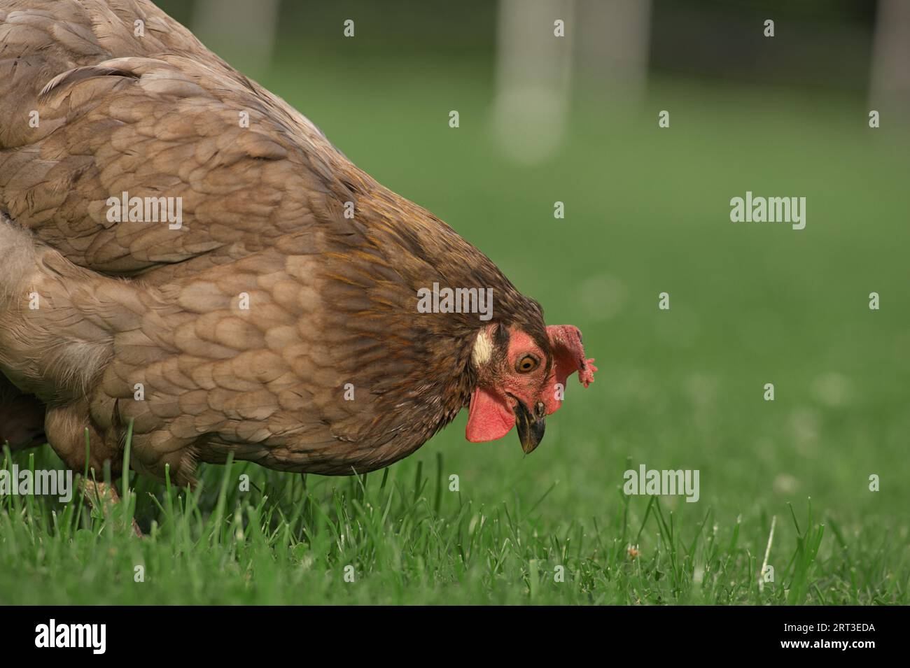 Gallina marrone che guarda con occhio affilato e raccoglie erba verde con la luce naturale del sole estivo Foto Stock