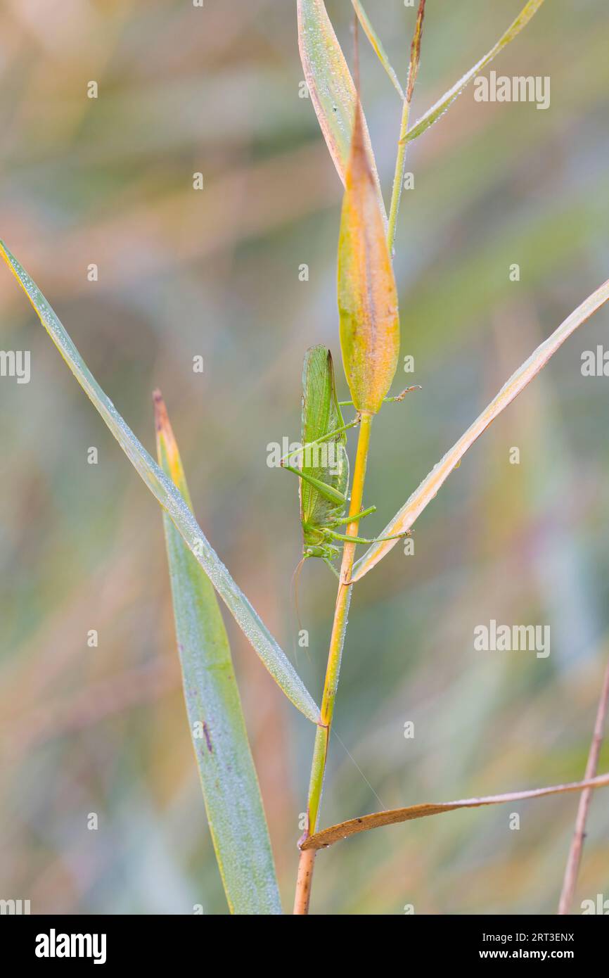 Great green Bush-cricket Tettigonia viridissima, femmina adulta su stelo di canna, Minsmere RSPB Reserve, Suffolk, Inghilterra, settembre Foto Stock