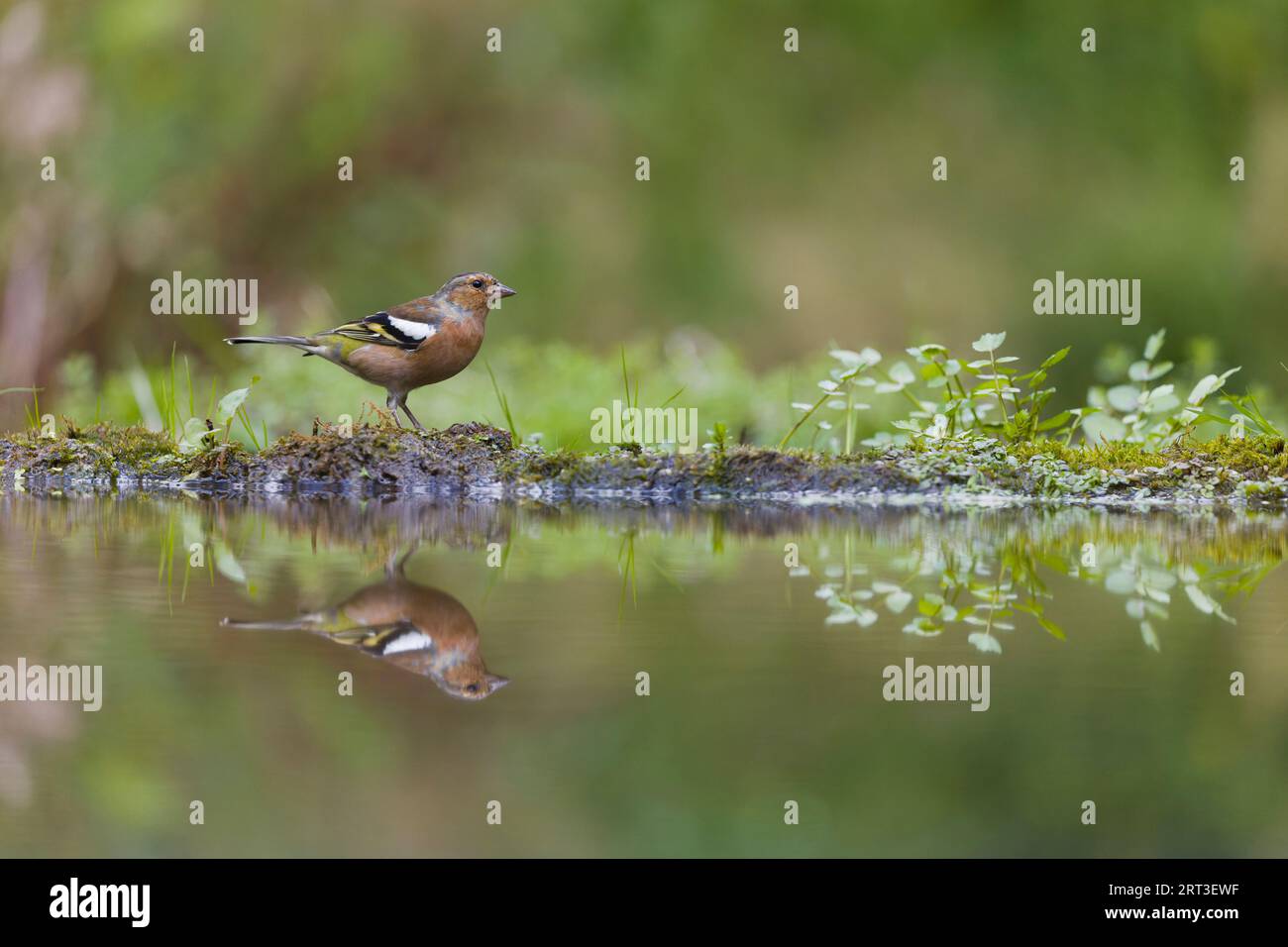 Affinch comune Fringilla coelebs, maschio adulto in piedi sul bordo dell'acqua con riflesso, Suffolk, Inghilterra, settembre Foto Stock