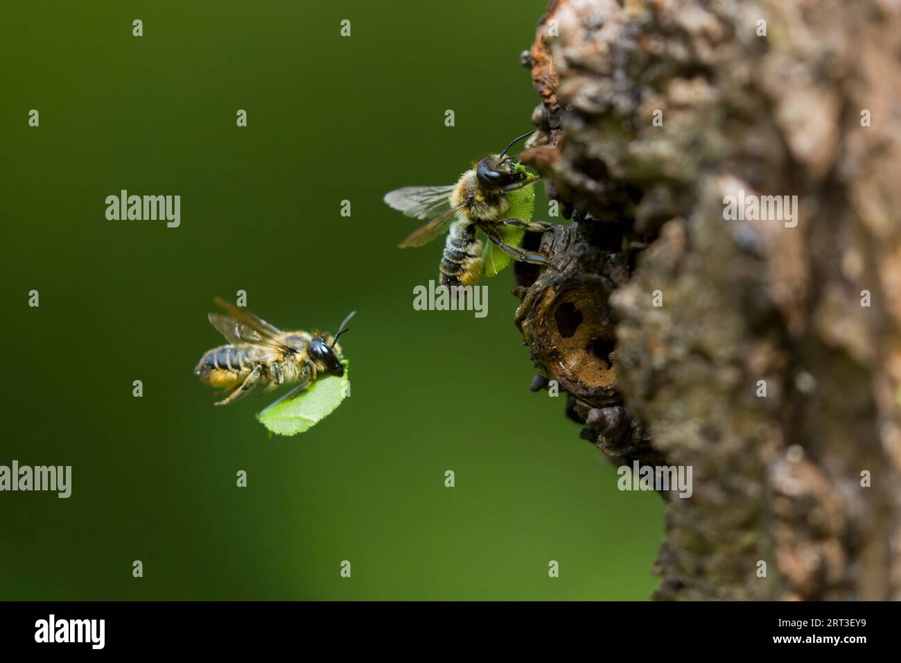 Legna tagliafili Megachile ligniseca, 2 femmine adulte, 1 volante, l'altra in procinto di entrare nel buco del nido con sezione di foglie, Suffolk, Inghilterra, Foto Stock