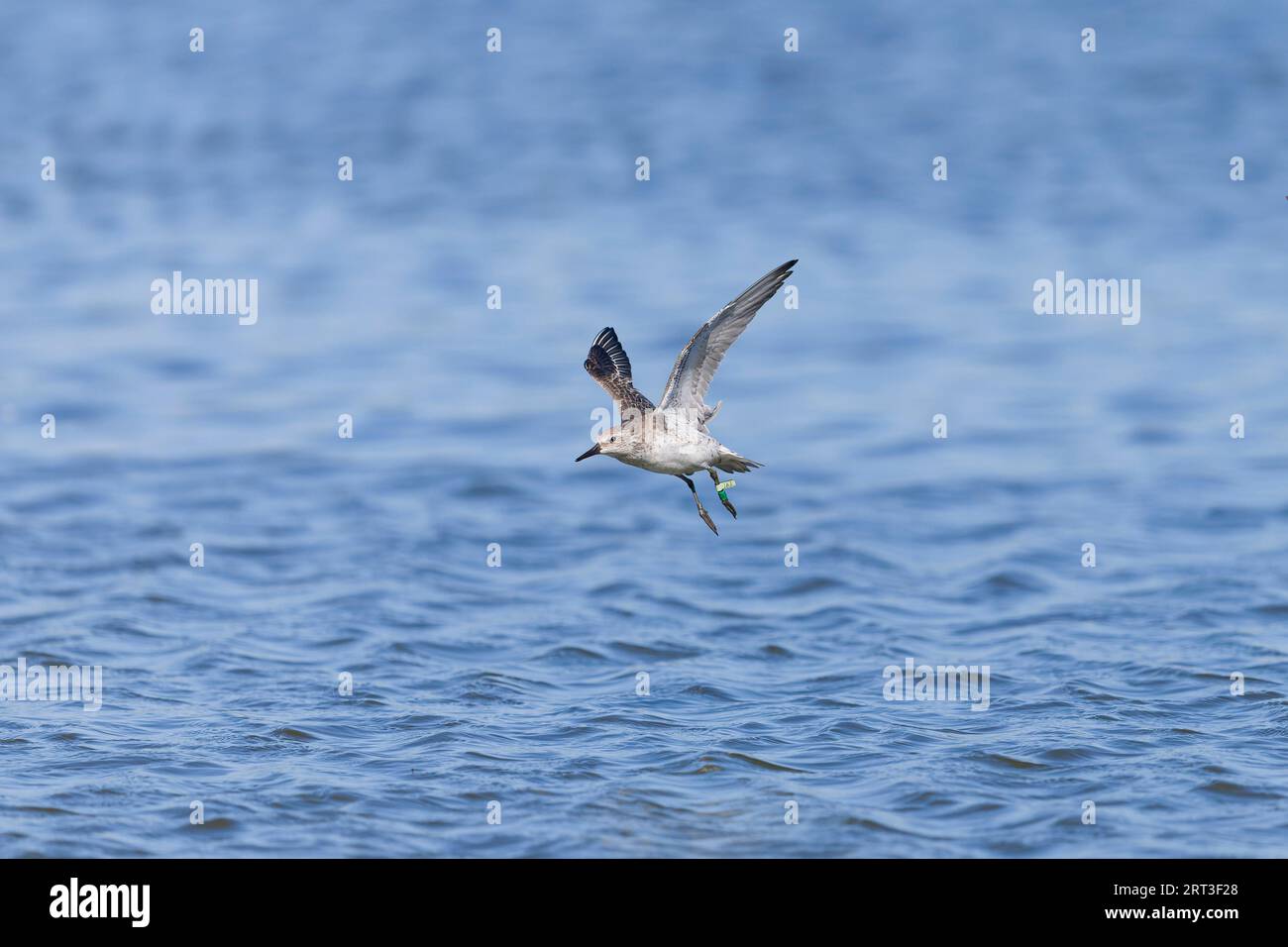 Canuto Calidris nodo rosso, piumaggio non riproduttivo adulto che vola con anello colorato e targhetta di identificazione, riserva RSPB Snettisham, Norfolk, Inghilterra Foto Stock