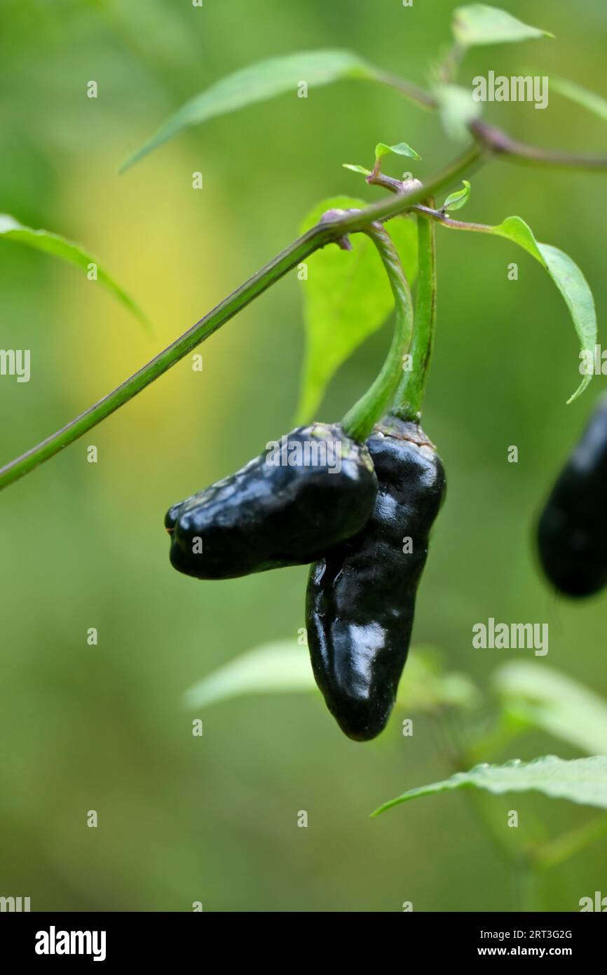 ravviva la coppia di nero maturo freddo con foglie e piante che crescono nell'azienda agricola morbido focus sfondo marrone verde naturale. Foto Stock