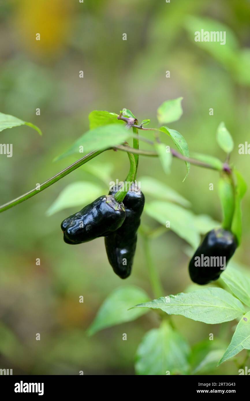 chiudi il grappolo nero maturo freddo con foglie e piante che crescono nell'azienda agricola sfondo marrone verde naturale. Foto Stock