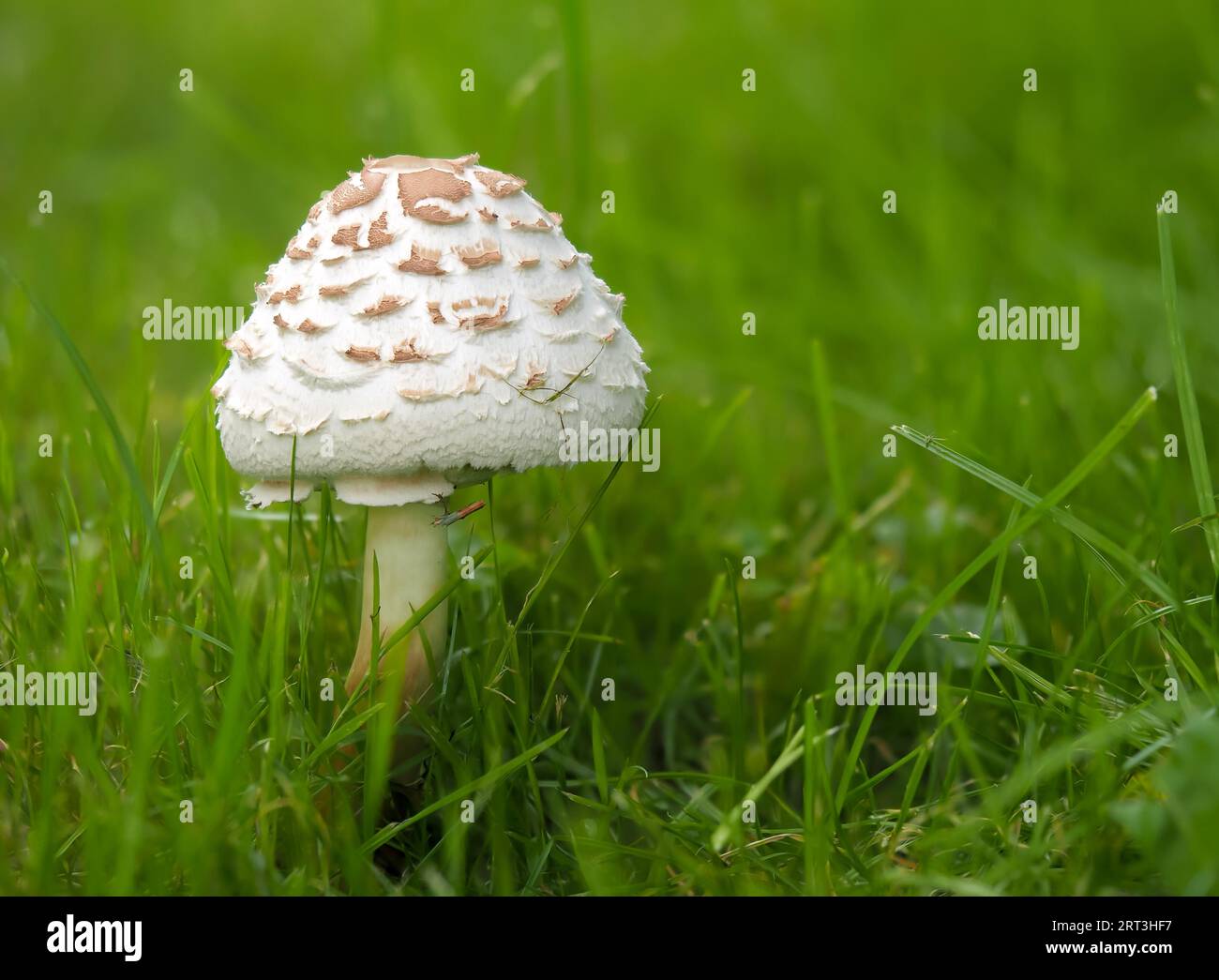 Chlorophyllum rhacodes, un fungo bianco ricoperto da grandi scaglie marroni, fortemente sporgenti, un fungo lamellare della famiglia delle Agaridaceae, un filato Foto Stock