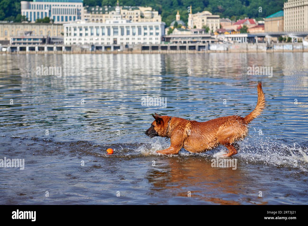 Cane del pastore belga Malinois che gioca con una palla nel fiume Foto Stock