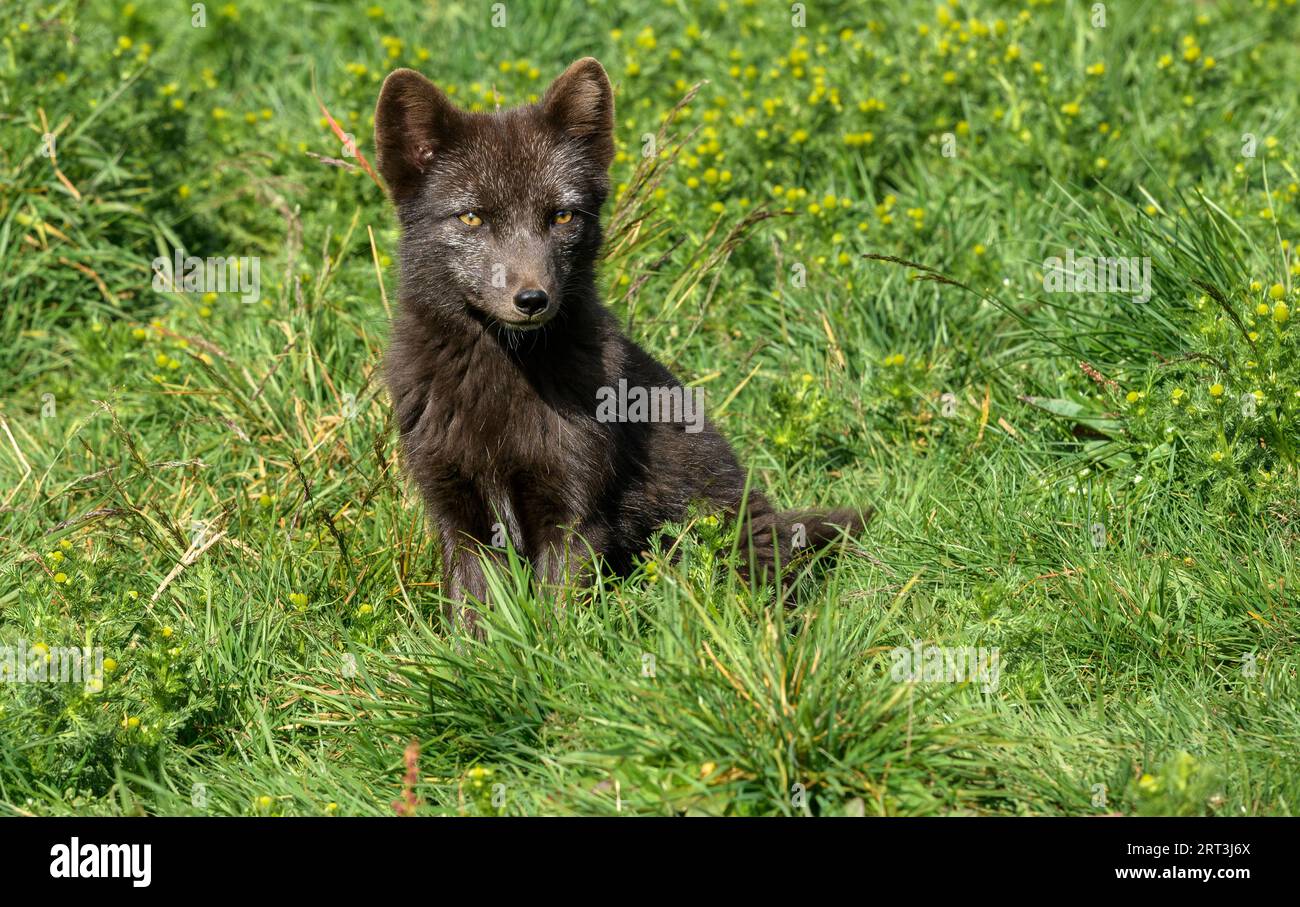 Black Arctic Fox seduto su un prato verde, Westfjords Islanda Foto Stock