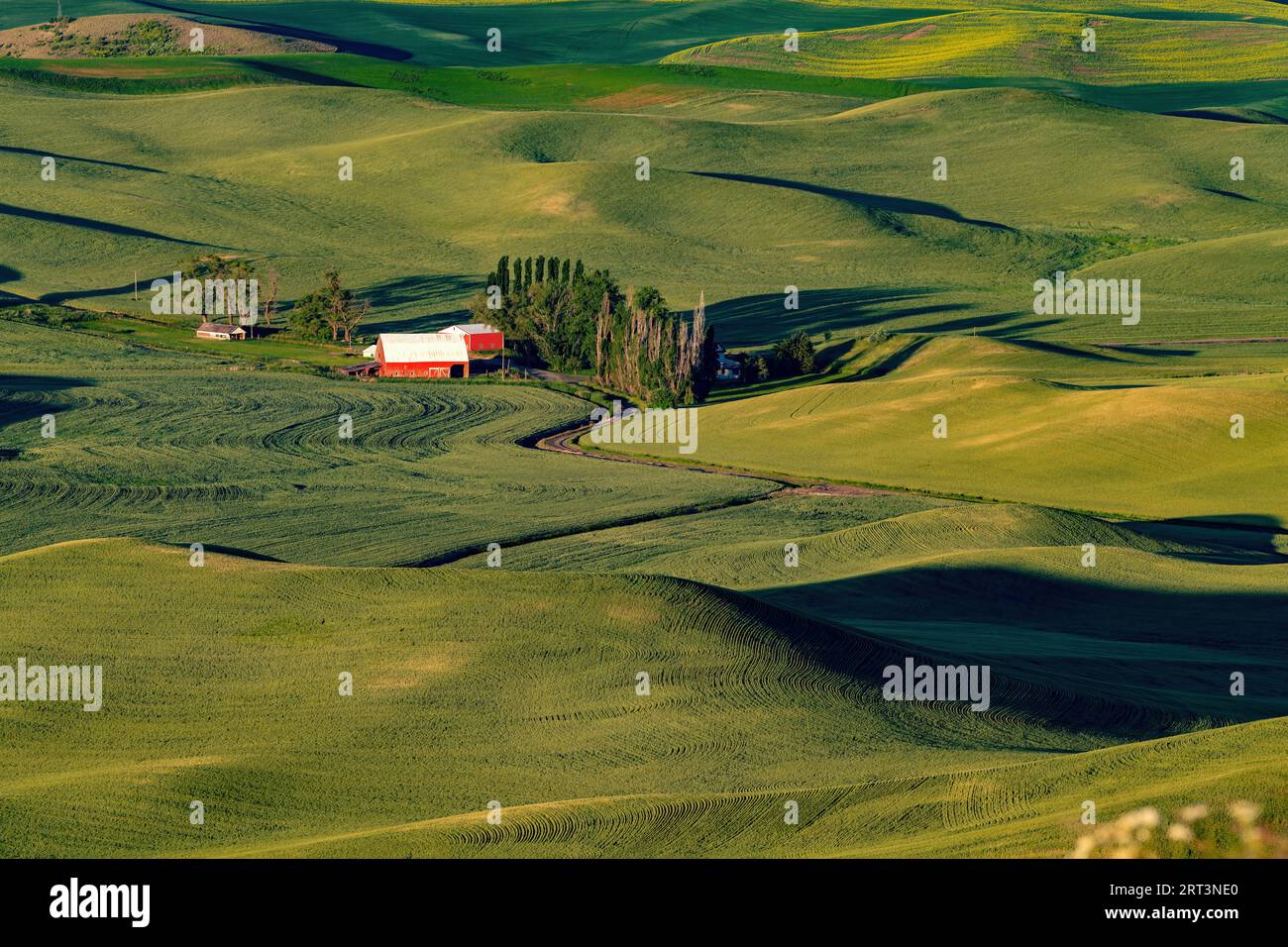 La luce del sole e le ombre giocano sulle dolci colline del Palouse Foto Stock