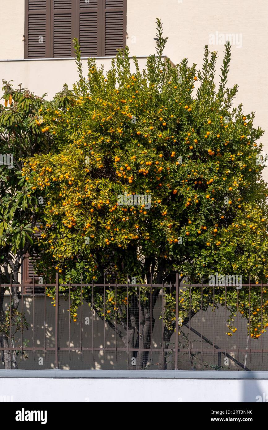 Un arancio pieno di frutti in un piccolo giardino comune, Savona, Liguria, Italia Foto Stock