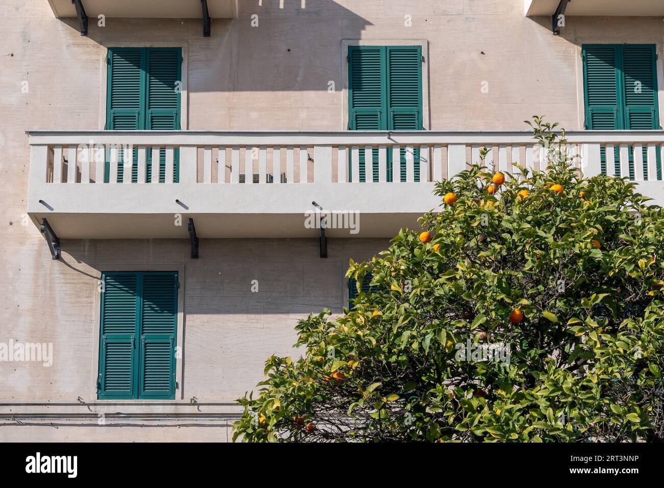 Un arancio pieno di frutti di fronte ad un palazzo con persiane chiuse e un balcone, Savona, Liguria, Italia Foto Stock