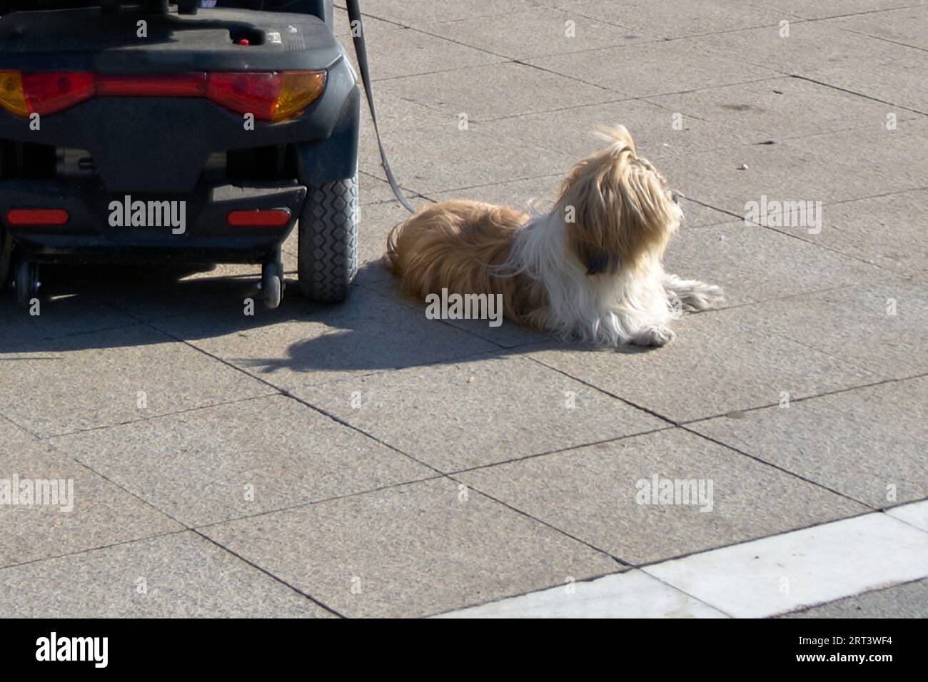 Il cane Shih Tzu si rilassa al sole al guinzaglio nell'auto di una persona disabile per mantenerlo compagnia nel concetto di famiglia e relazioni. Foto Stock