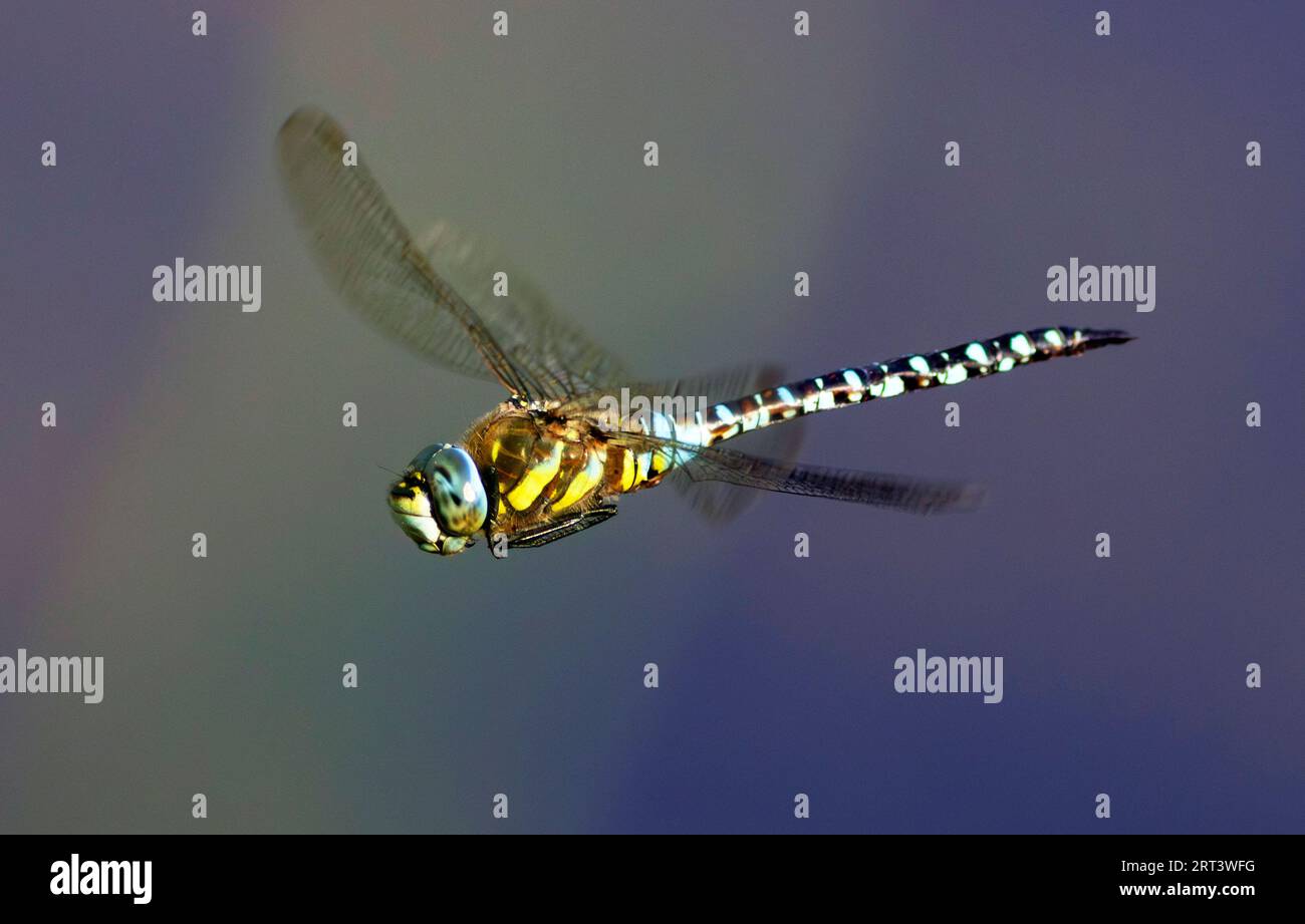 Un adulto maschio Green Emperor dragonfly vola sull'acqua al RSPB Lakenheath nel Suffolk, Inghilterra, 9 settembre 2023 Foto Stock