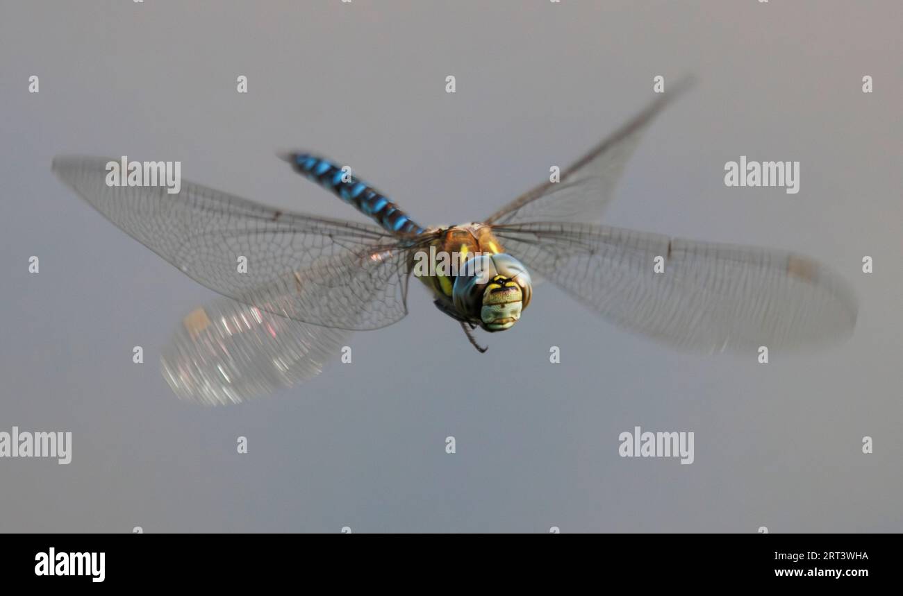 Un adulto maschio Green Emperor dragonfly vola sull'acqua al RSPB Lakenheath nel Suffolk, Inghilterra, 9 settembre 2023 Foto Stock