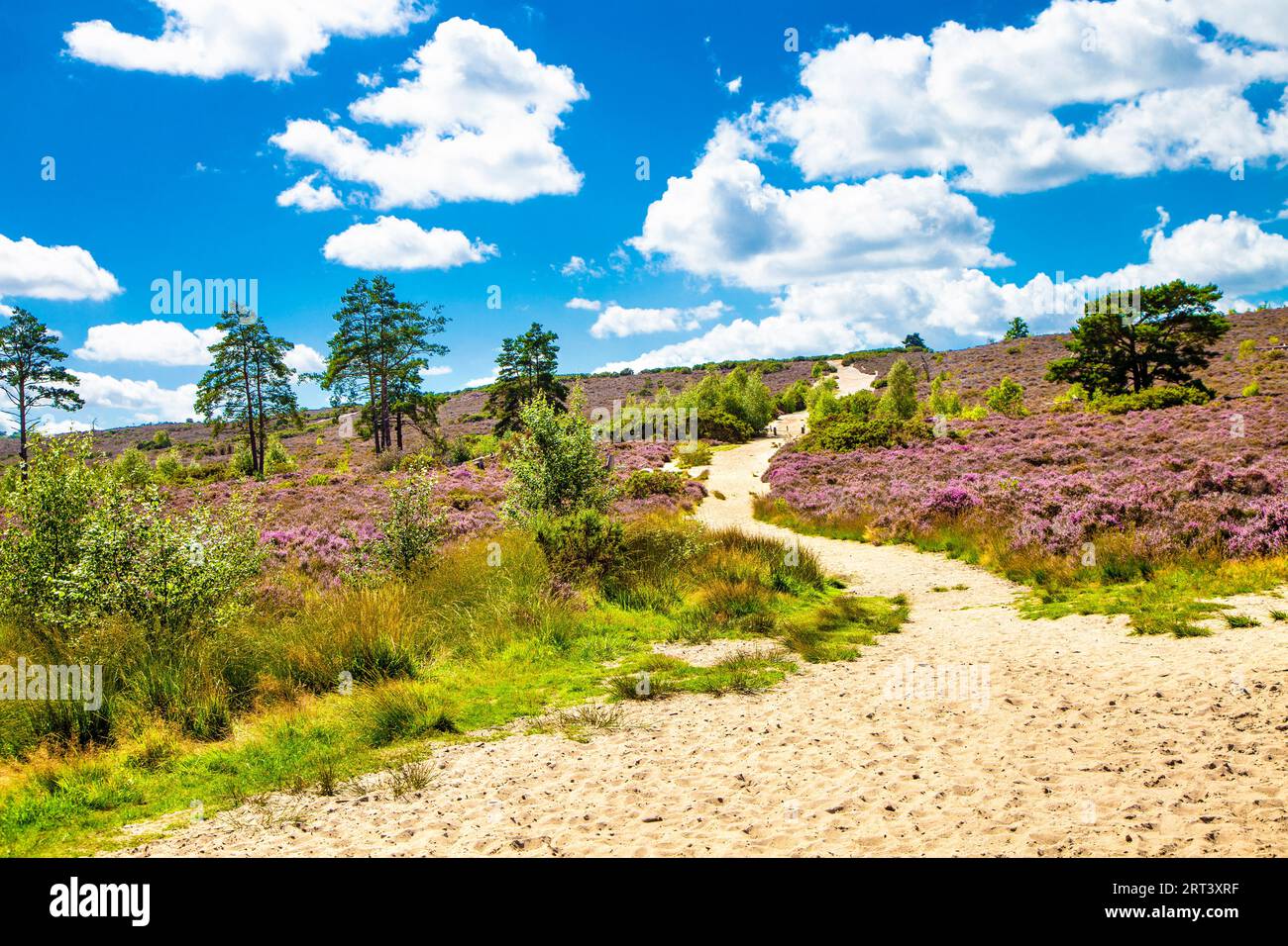 Brughiera e sentiero sabbioso a Frensham Common, Surrey Hills, Inghilterra Foto Stock