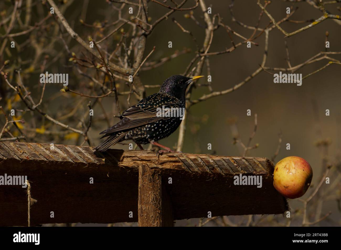 starling comune e mela gialla Foto Stock