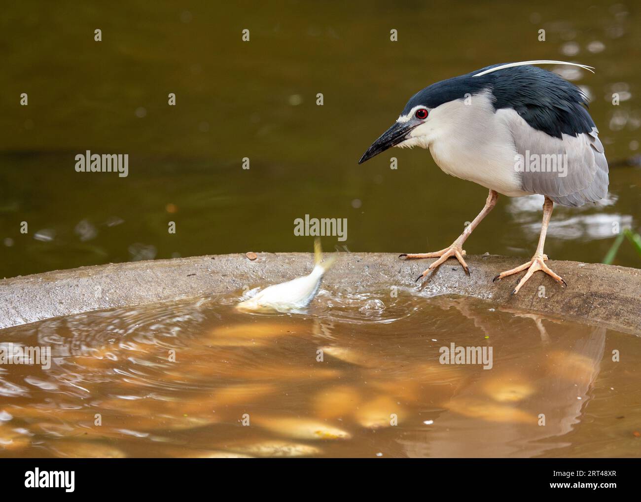 Grazioso Heron notturno con corona nera adulto, Nycticorax nycticorax, una meraviglia notturna, avvistato nelle zone umide urbane di San Francisco. Foto Stock