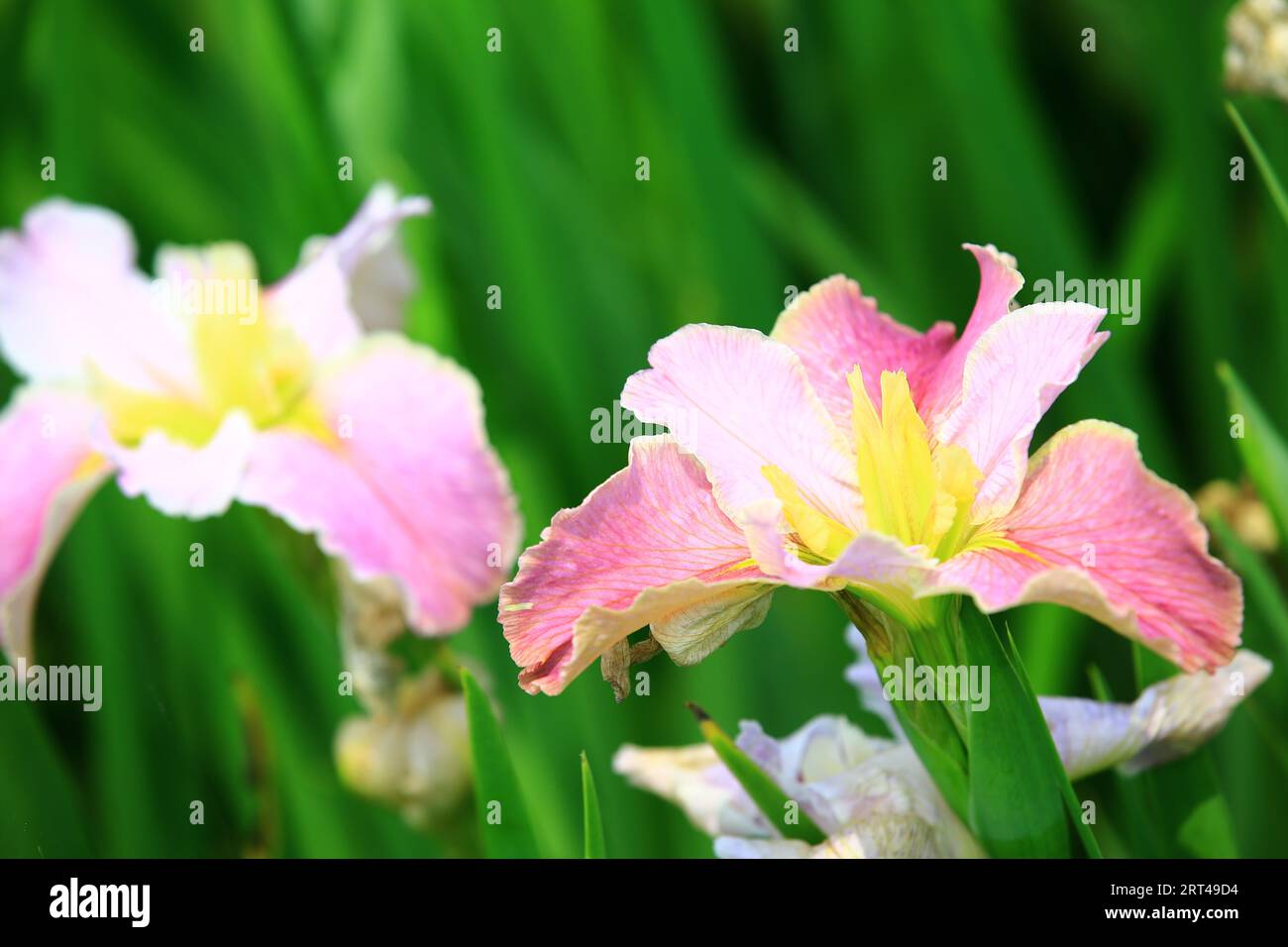 Fiori Iris o Flag o Gladdon o Fleur-de-lis, bianchi con fiori Iris rosa che fioriscono in giardino Foto Stock