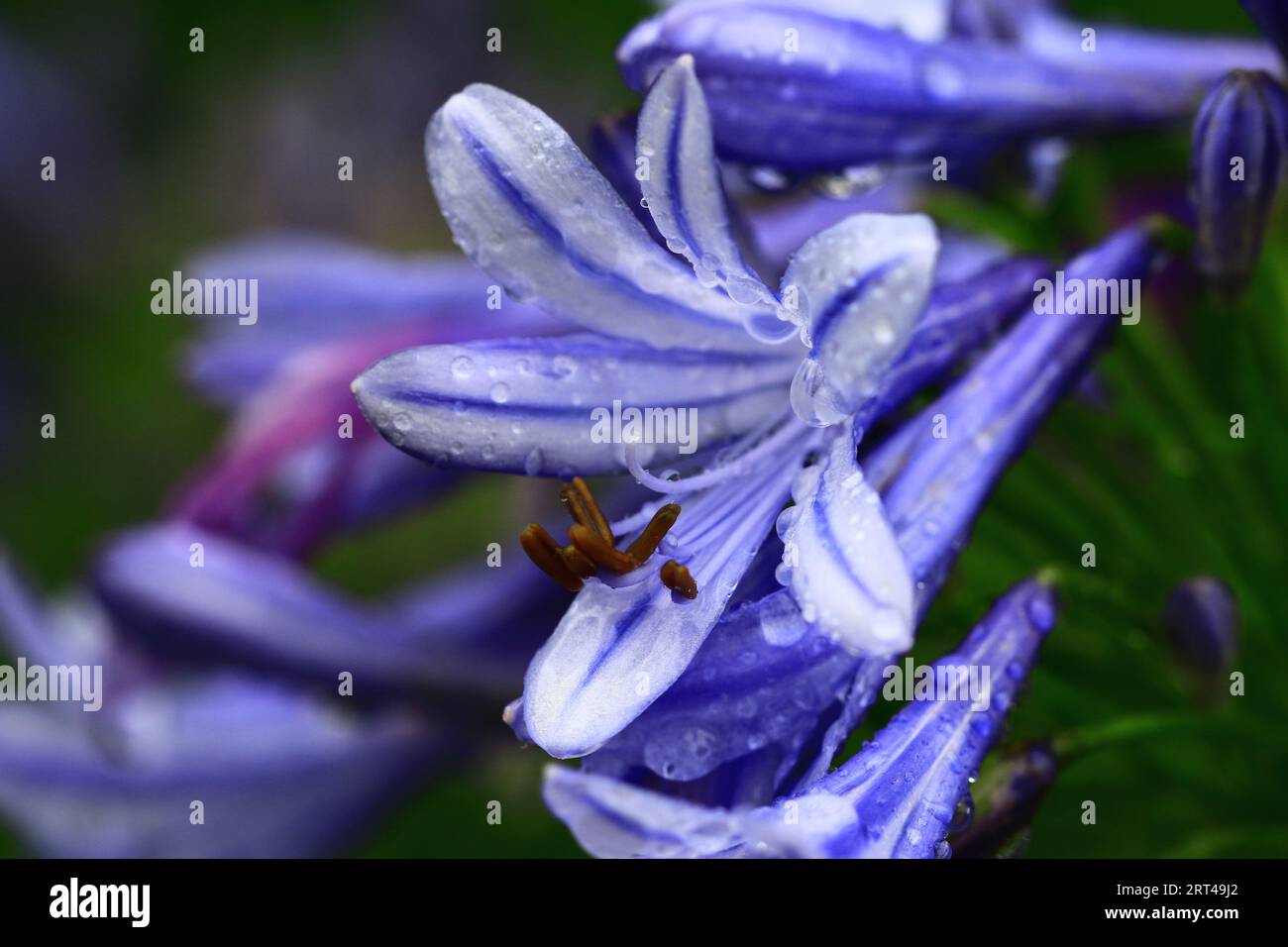 Foto macro, fioritura del Giglio del Nilo o dei Gigli africani con gocce di pioggia, primo piano di fiori di giglio colorati che fioriscono nel giardino durante il giorno di pioggia Foto Stock