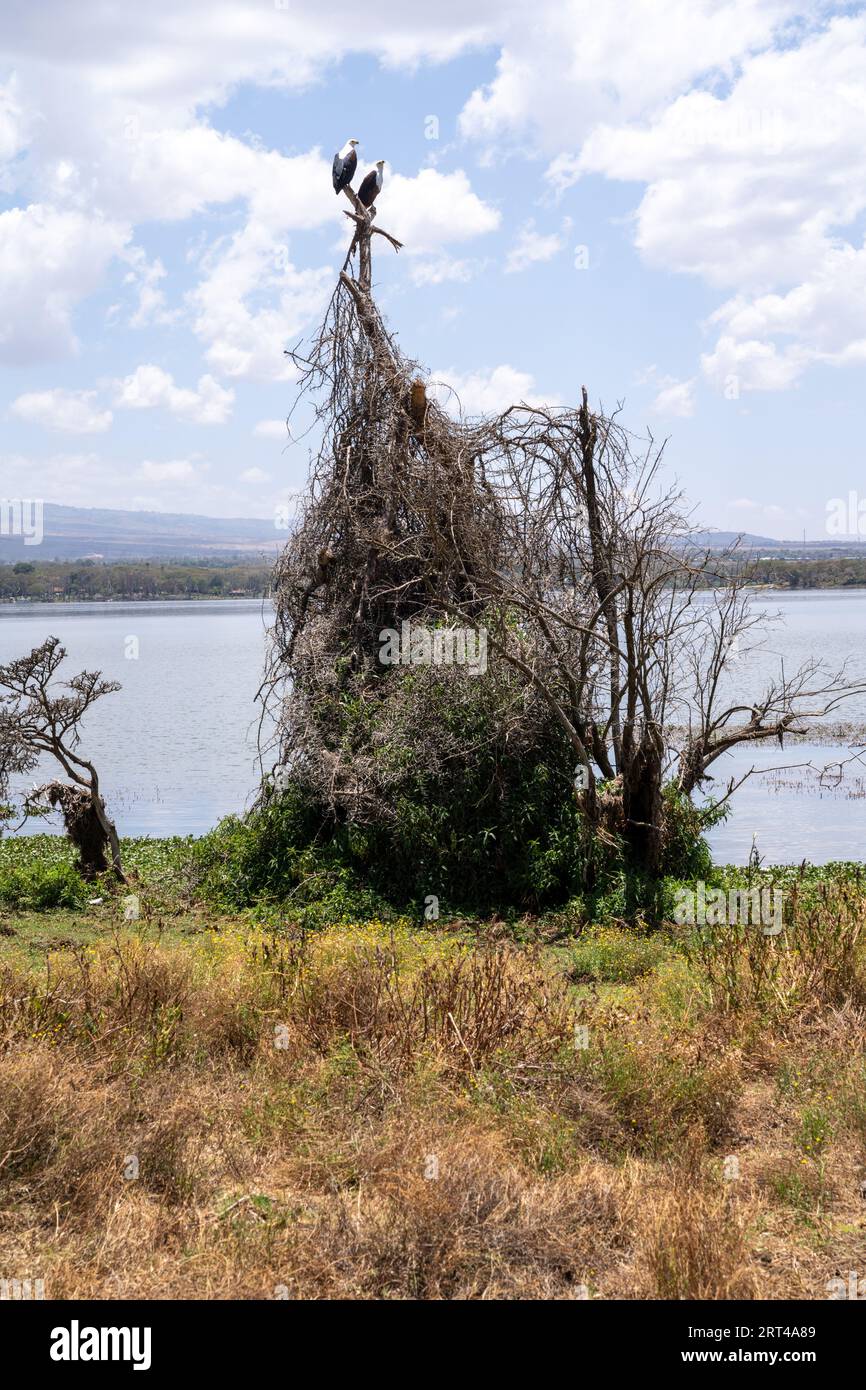 Lago Naivasha - due aquile di pesci africani arroccate su un grande nido su Crescent Island Foto Stock