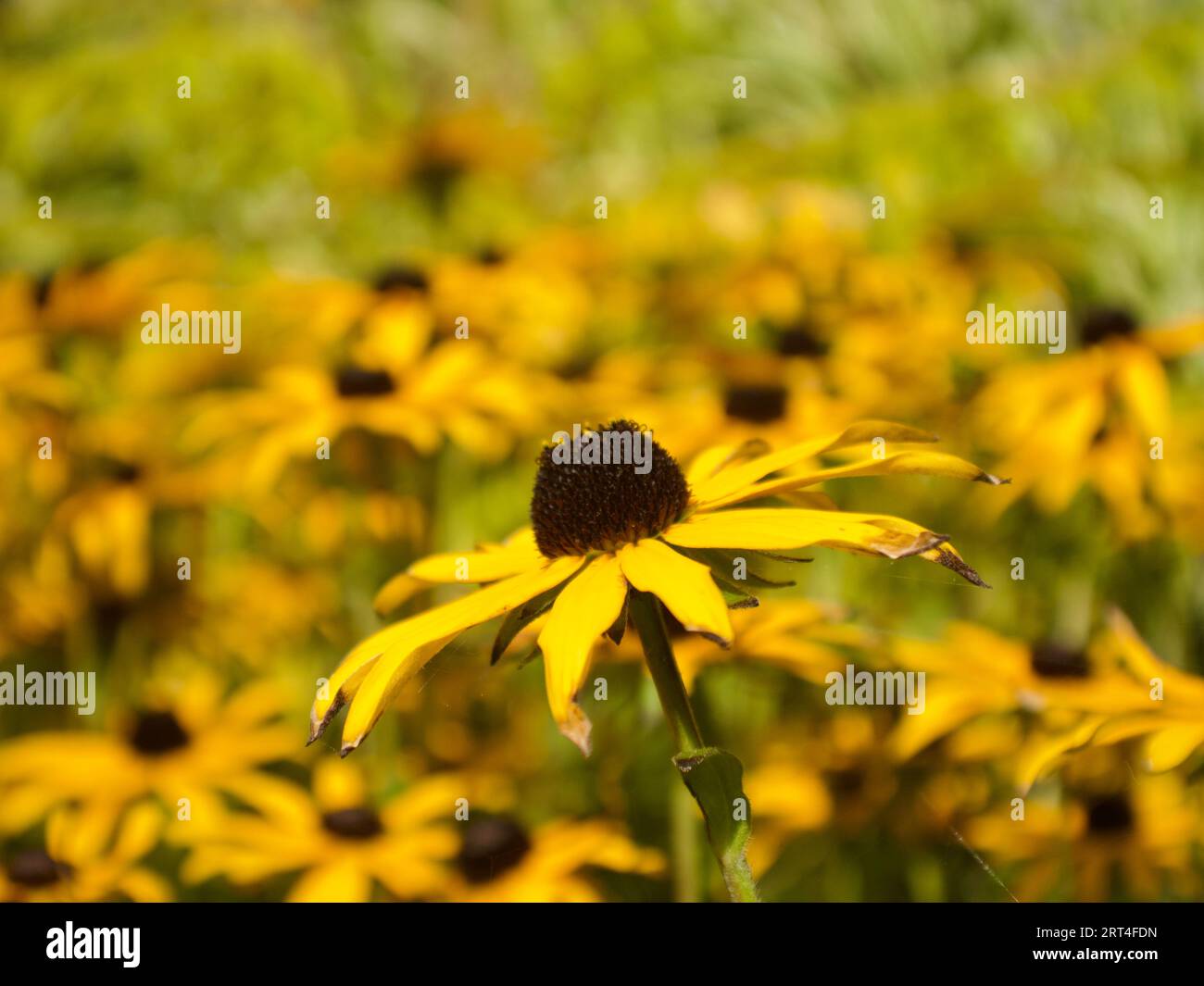 Fiori gialli in un campo Foto Stock