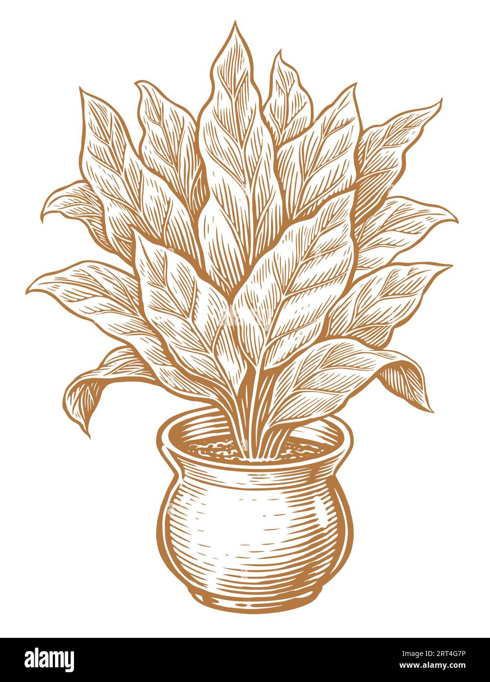 Pianta coperta con grandi foglie in un vaso di fiori. Illustrazione vettoriale delle piante da casa stile incisione vintage Illustrazione Vettoriale