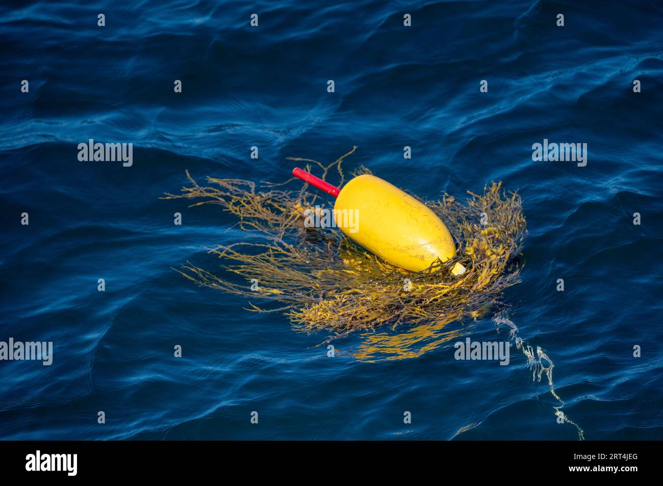 Una boa di aragosta gialla con alghe catturate galleggia nell'oceano. Foto Stock