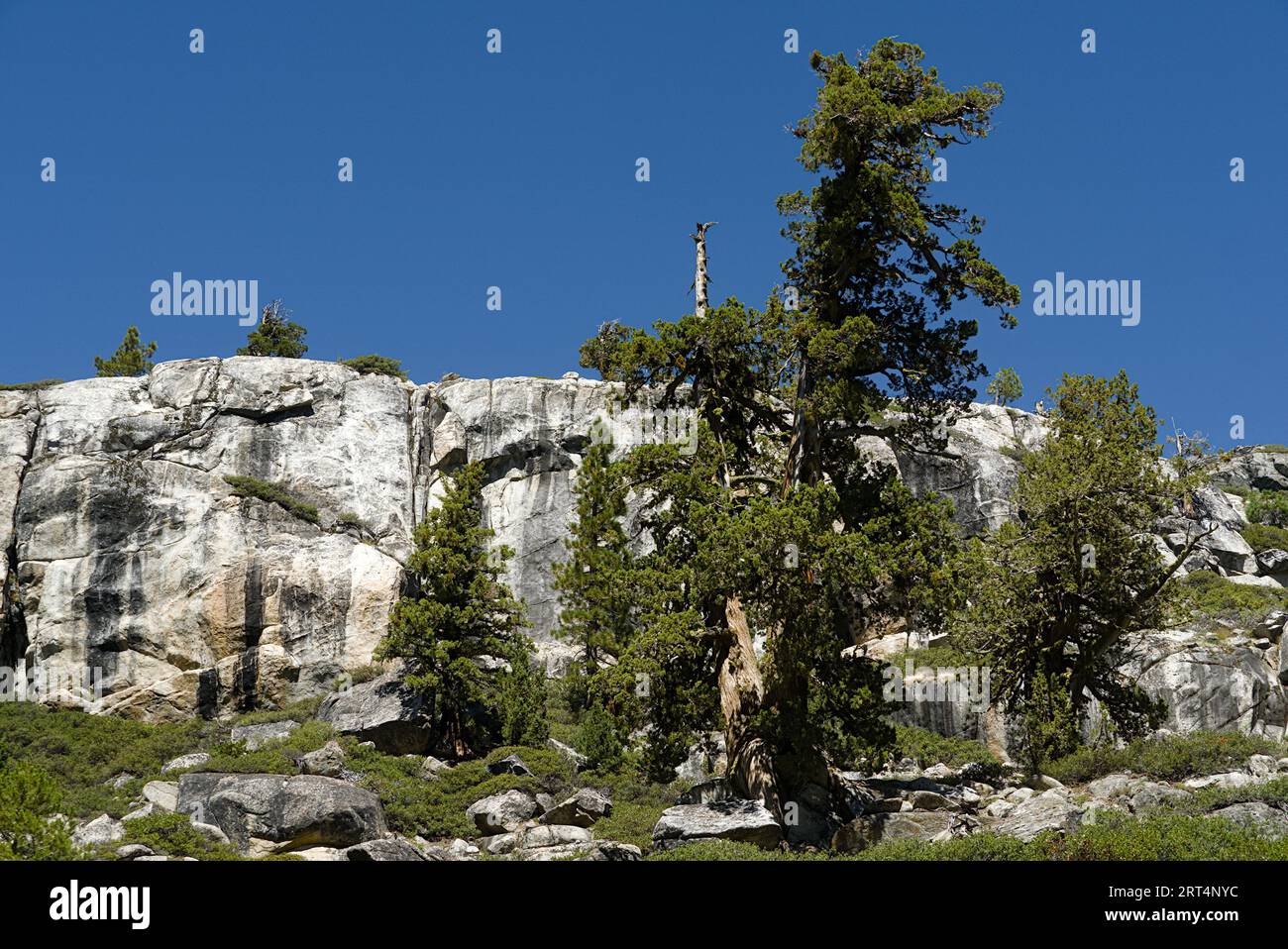 Alberi di pino di fronte a una montagna di granito nell'Emigrant Wilderness Foto Stock