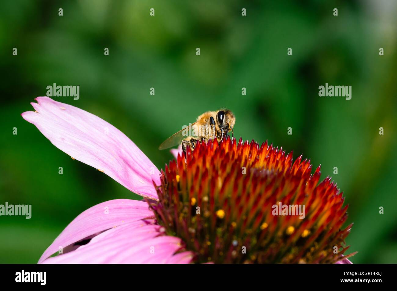 Honey Bee che fiorisce su un fiore a cono viola Foto Stock
