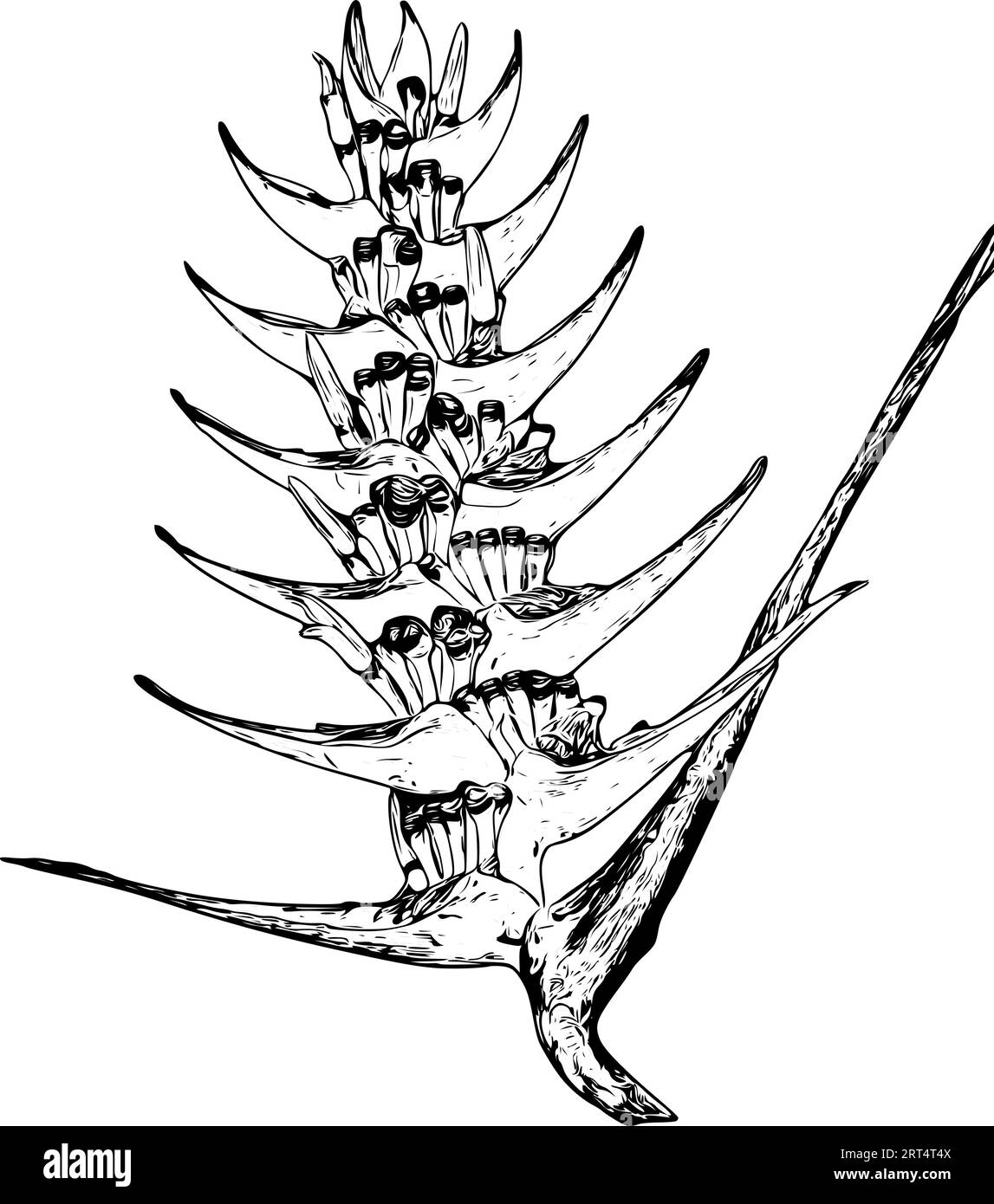 Schizzo realistico e dettagliato di un fiore di heliconia Illustrazione Vettoriale