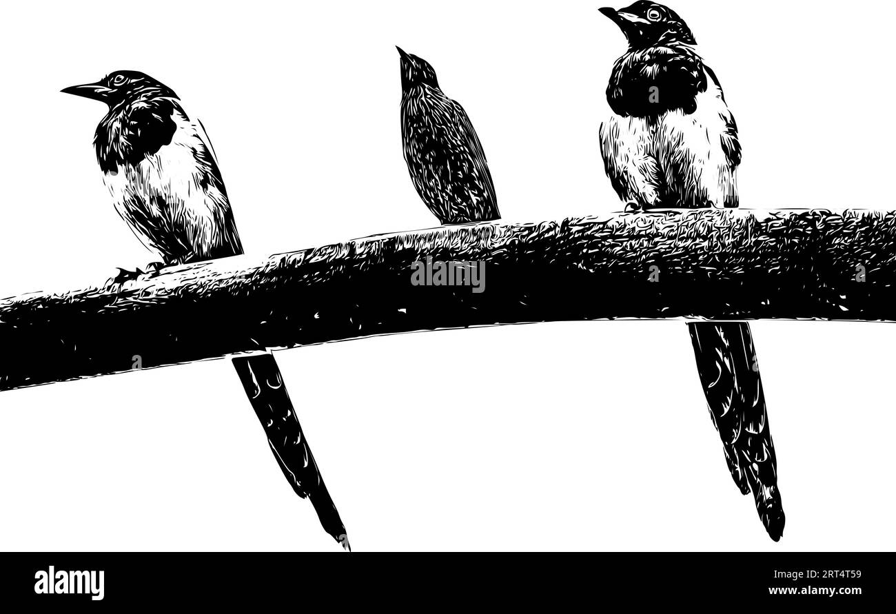 Schizzo realistico e dettagliato di due magpie e uno starling seduto su un ramo Illustrazione Vettoriale