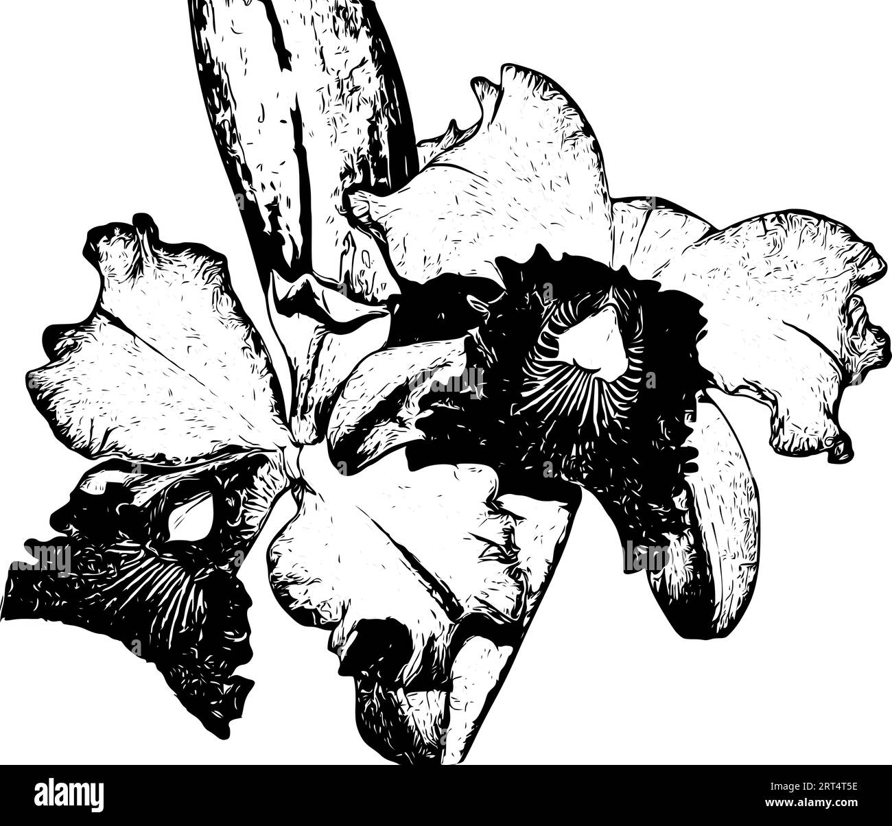 Schizzo realistico e dettagliato di un'orchidea cattleya Illustrazione Vettoriale