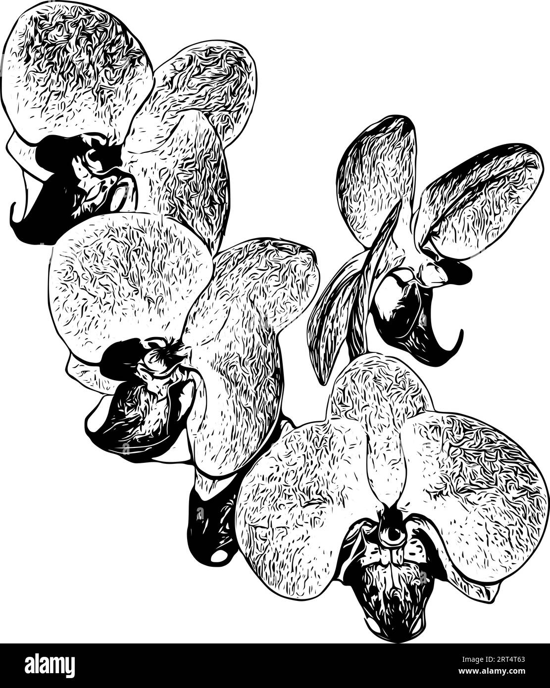 Schizzo realistico e dettagliato di un'orchidea cattleya Illustrazione Vettoriale