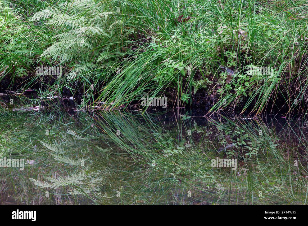 Erbe e felci riflesse in Tenaya Creek, colore, Yosemite National Park, California Foto Stock