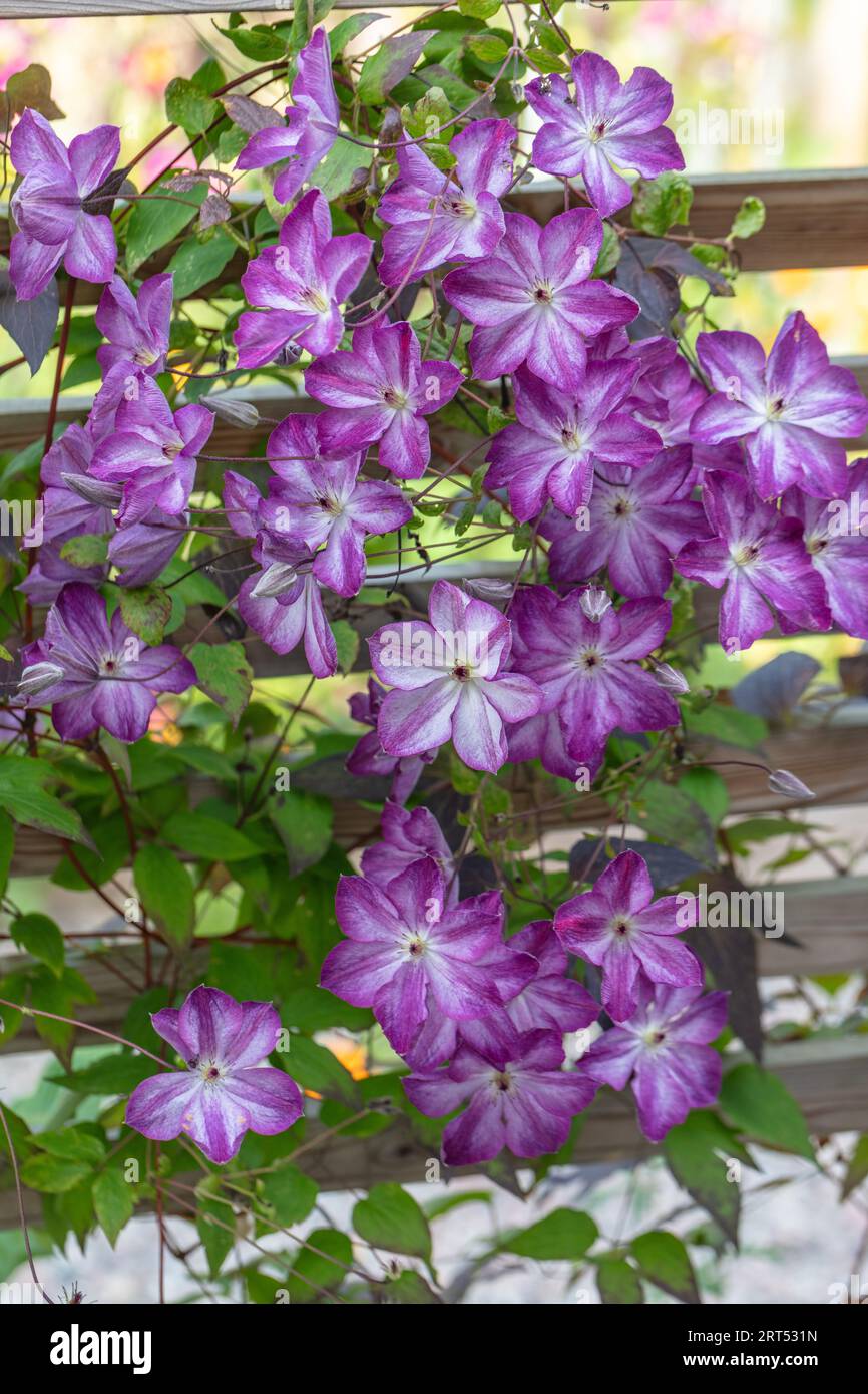 "Pernille' Clematis viola, Italiensk klematis (Clematis viticella) Foto Stock